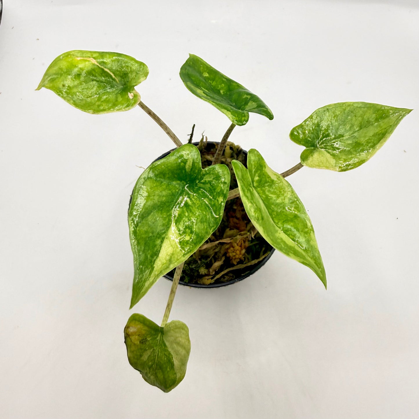 Alocasia Corazón Albo Variegata