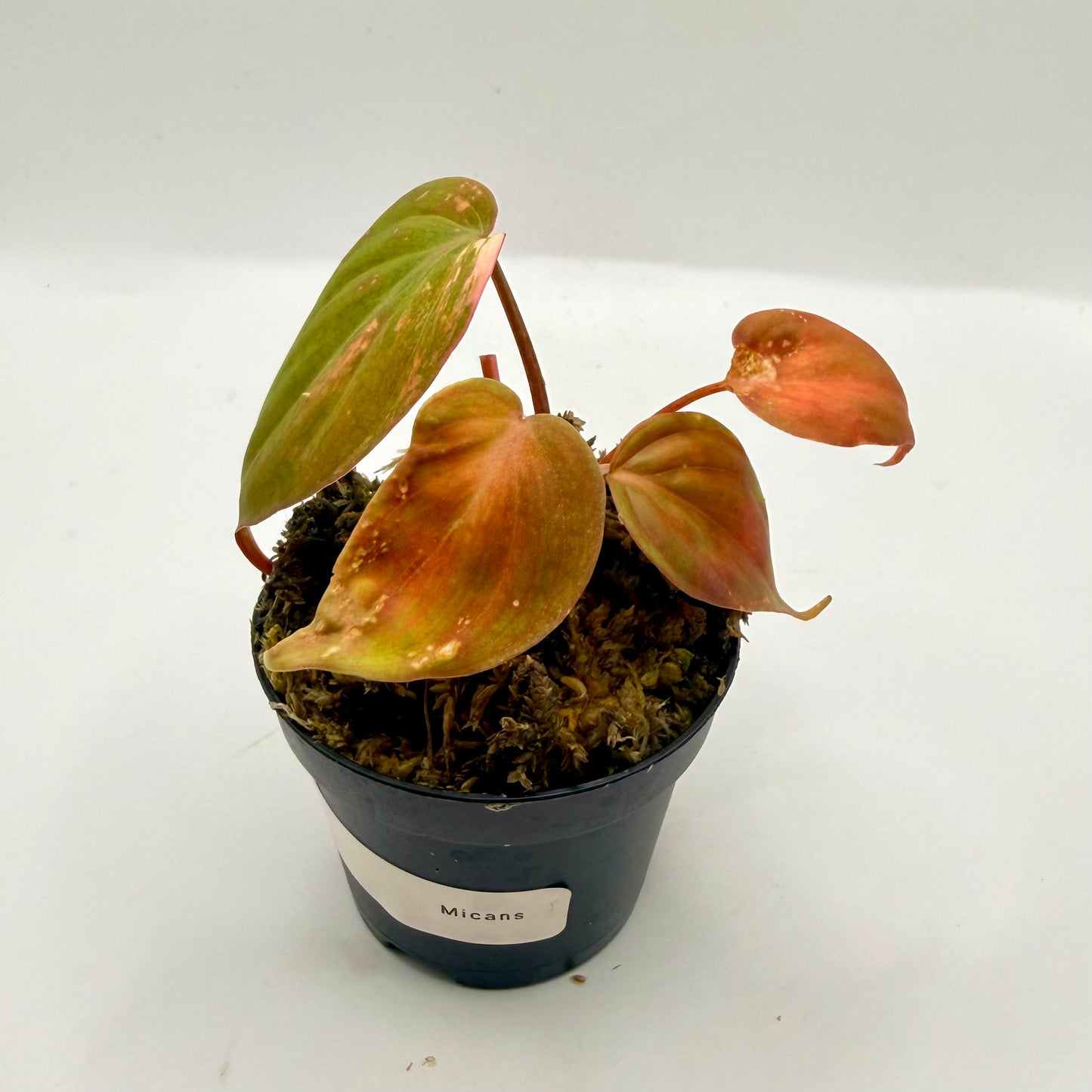 Philodendron Micans Pink Variegated