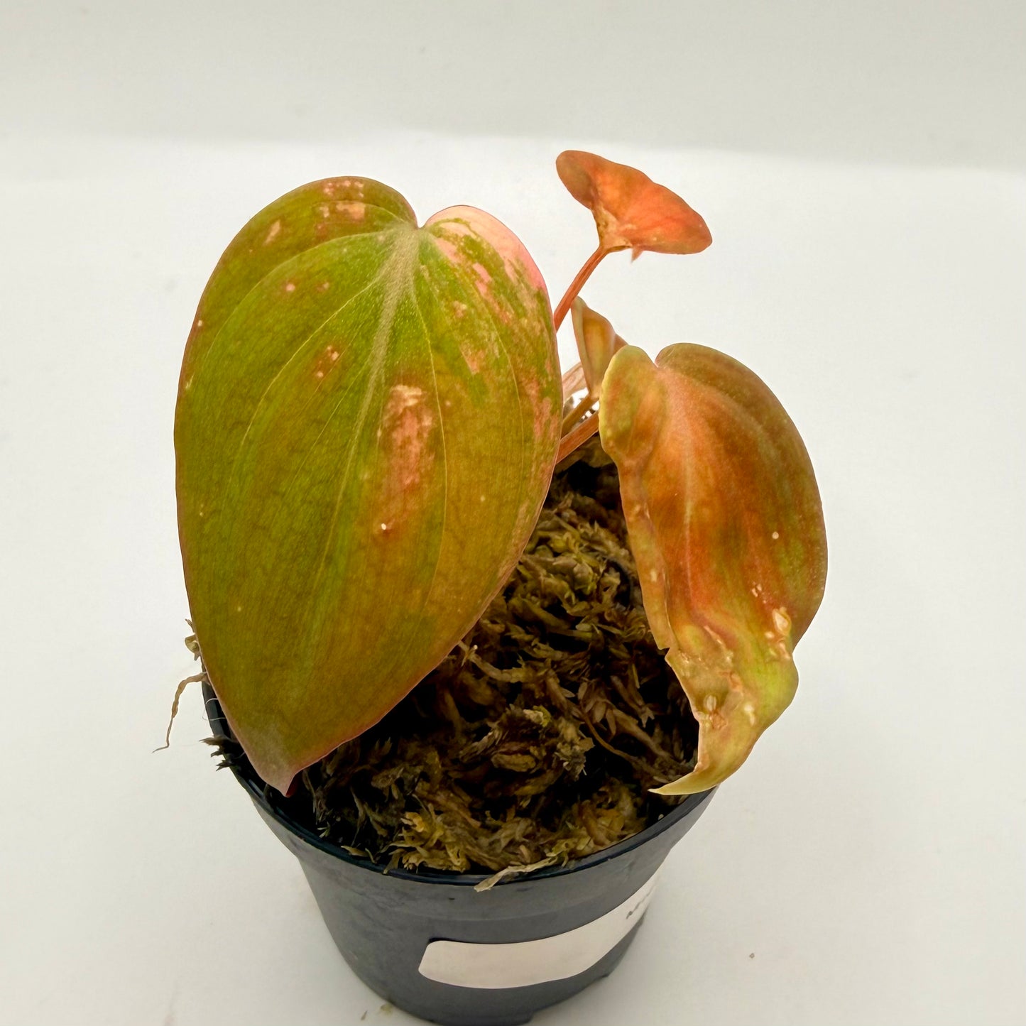 Philodendron Micans Pink Variegated