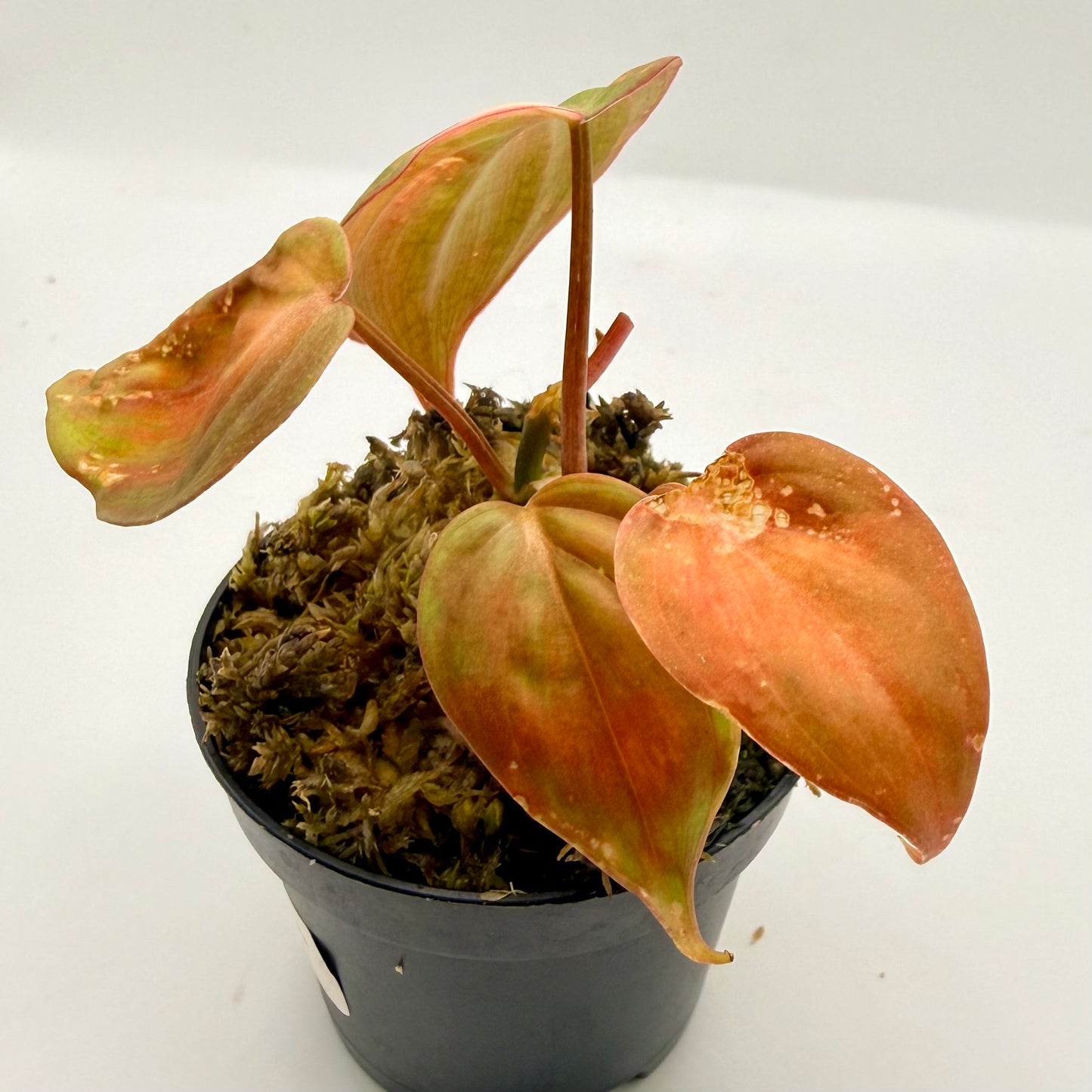 Philodendron Micans Pink Variegated