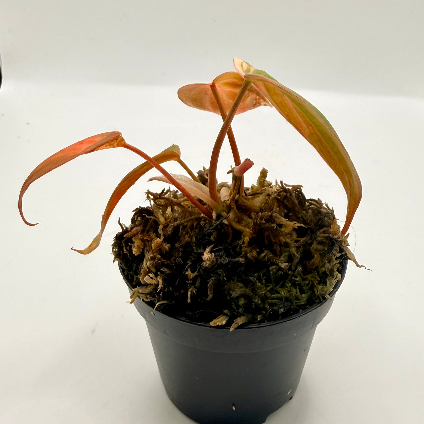 Philodendron Micans Pink Variegated