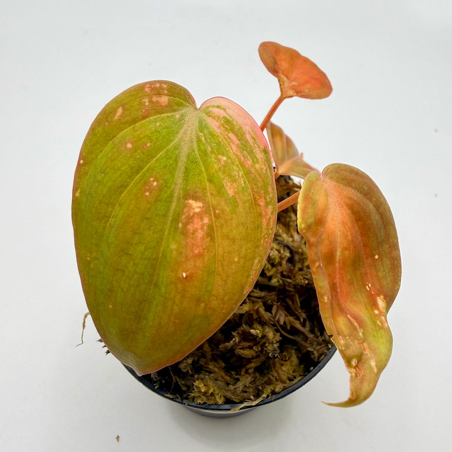 Philodendron Micans Pink Variegated