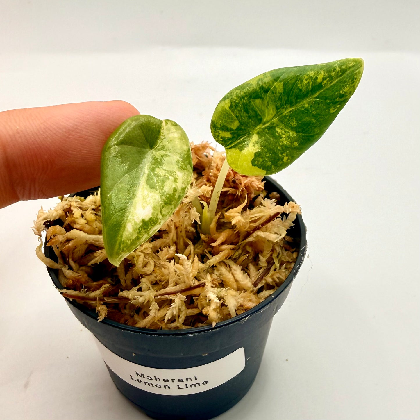 Alocasia Maharani Lemon Lime Variegata