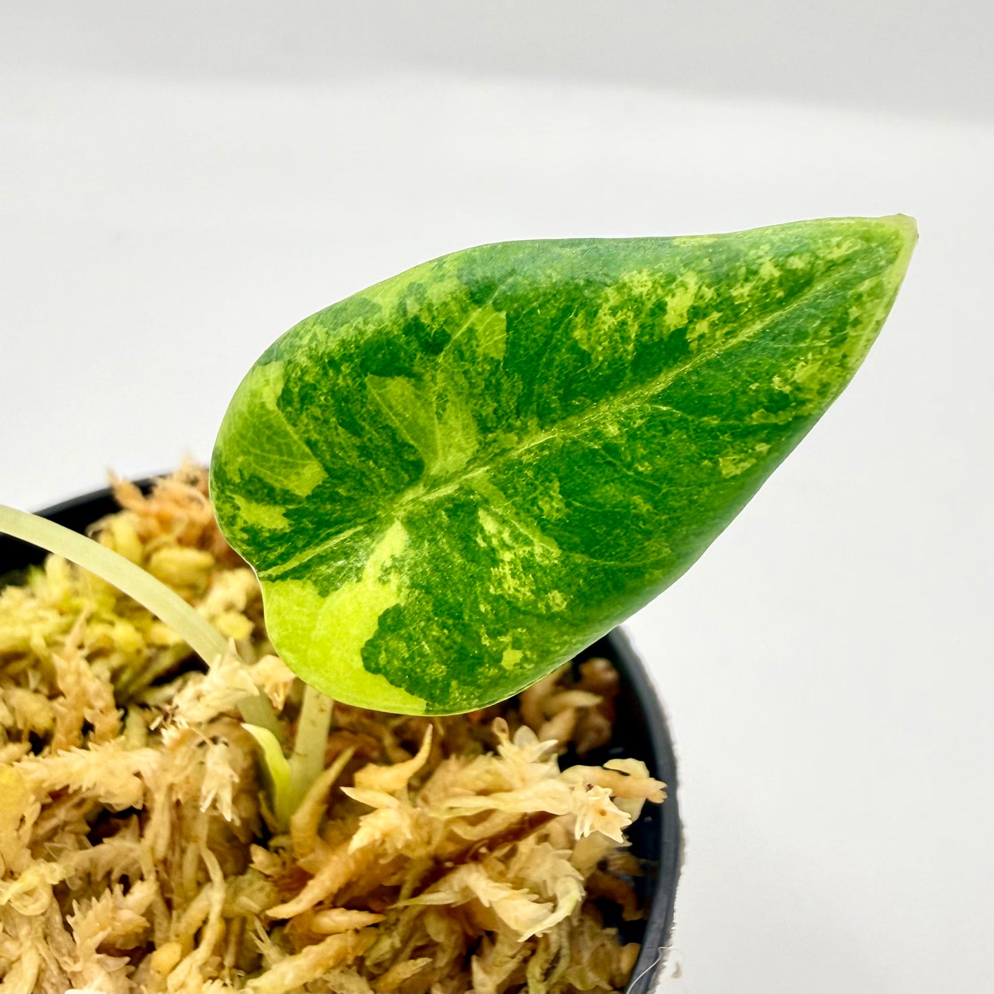 Alocasia Maharani Lemon Lime Variegata