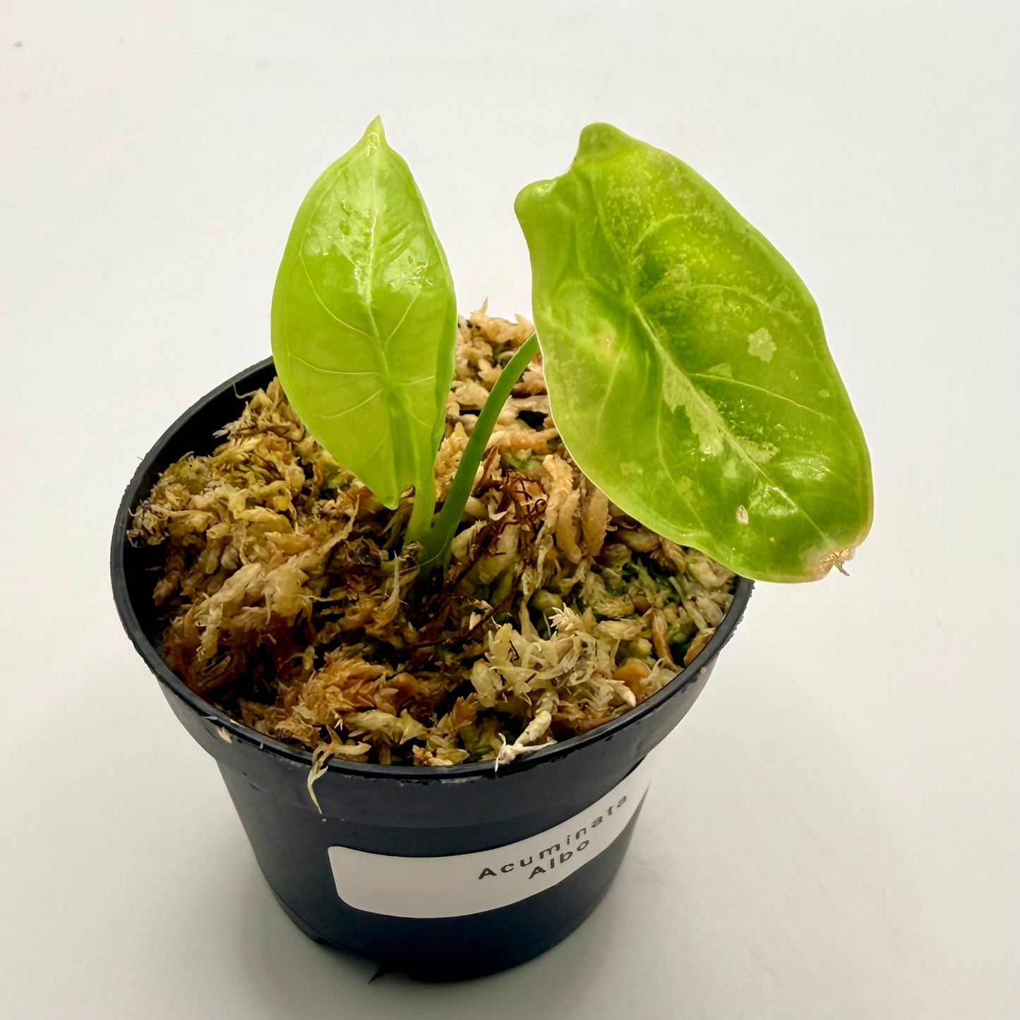 Alocasia Acuminata Albo Variegata