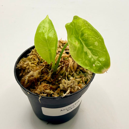 Alocasia Acuminata Albo Variegata