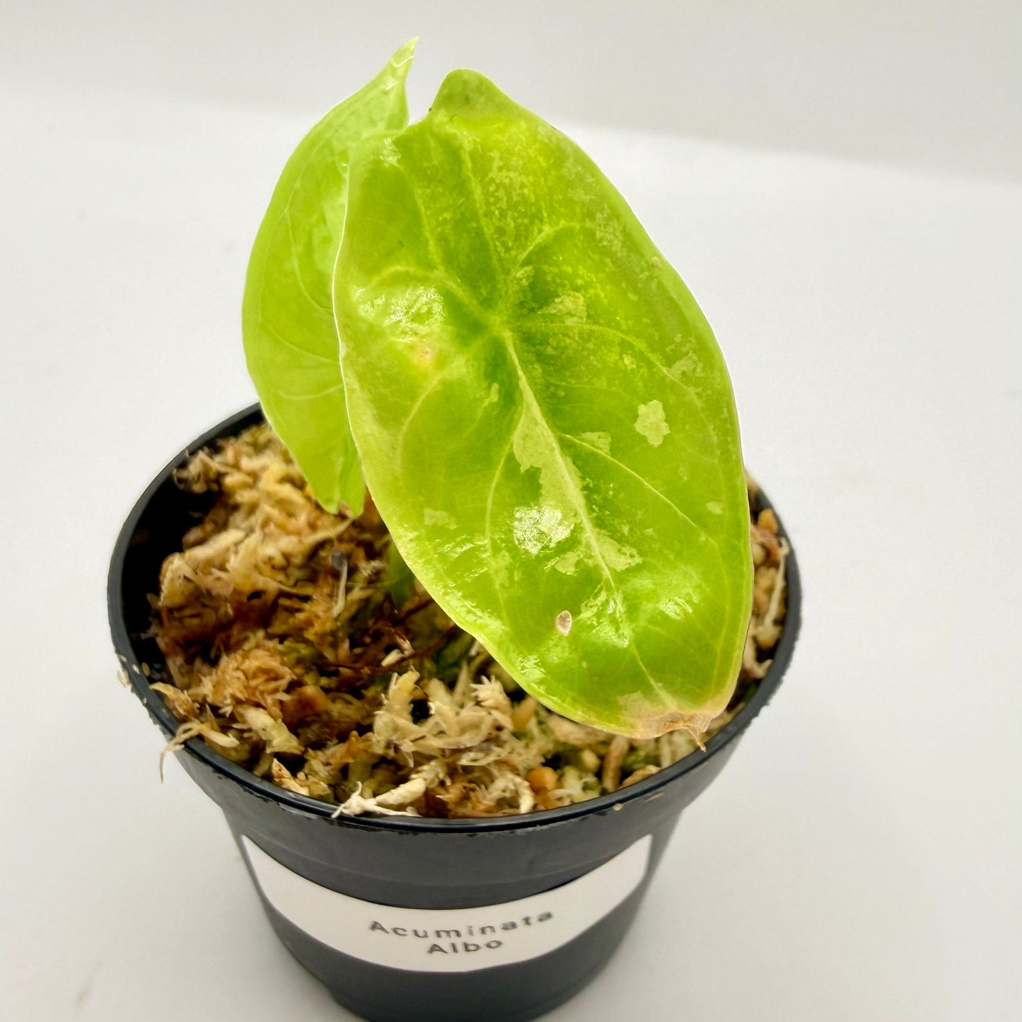 Alocasia Acuminata Albo Variegata