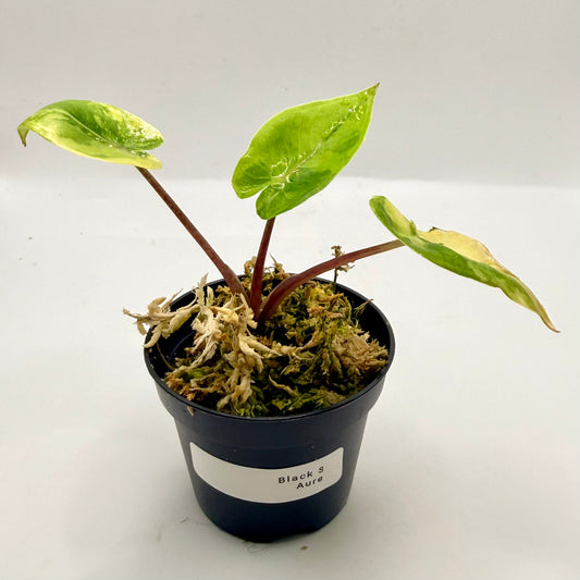 Alocasia Black Stem Aurea Variegata
