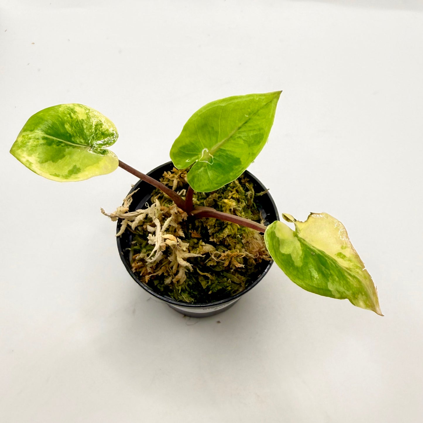 Alocasia Black Stem Aurea Variegata