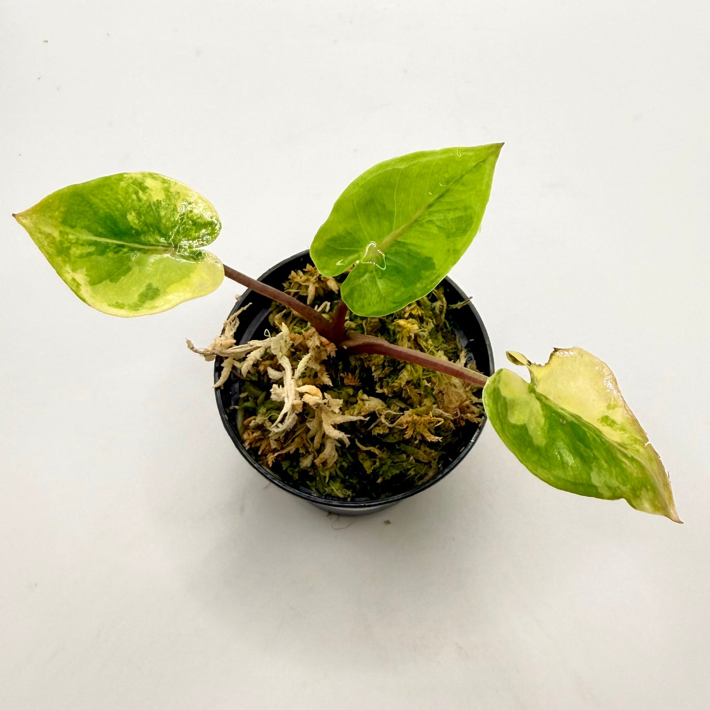 Alocasia Black Stem Aurea Variegata