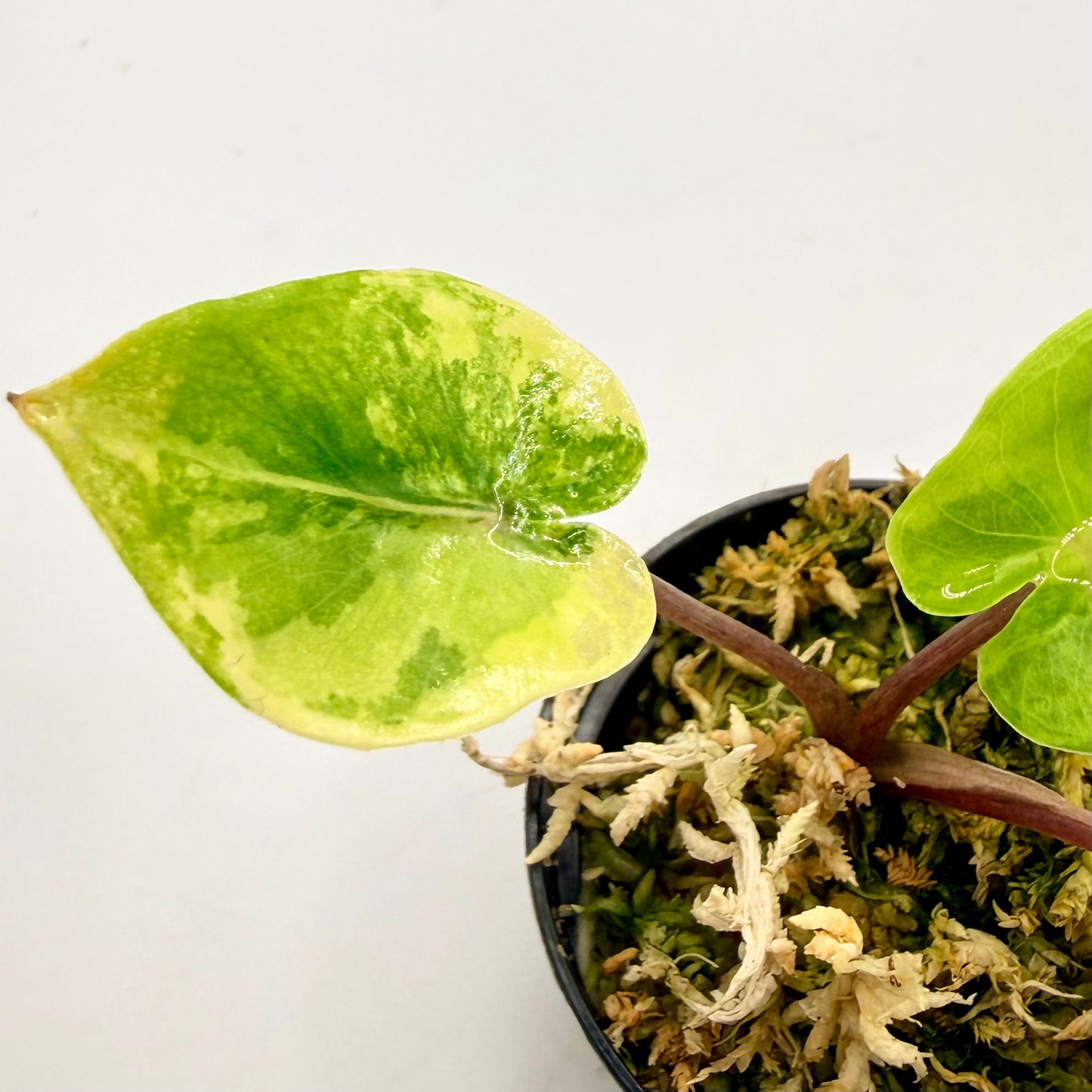 Alocasia Black Stem Aurea Variegata