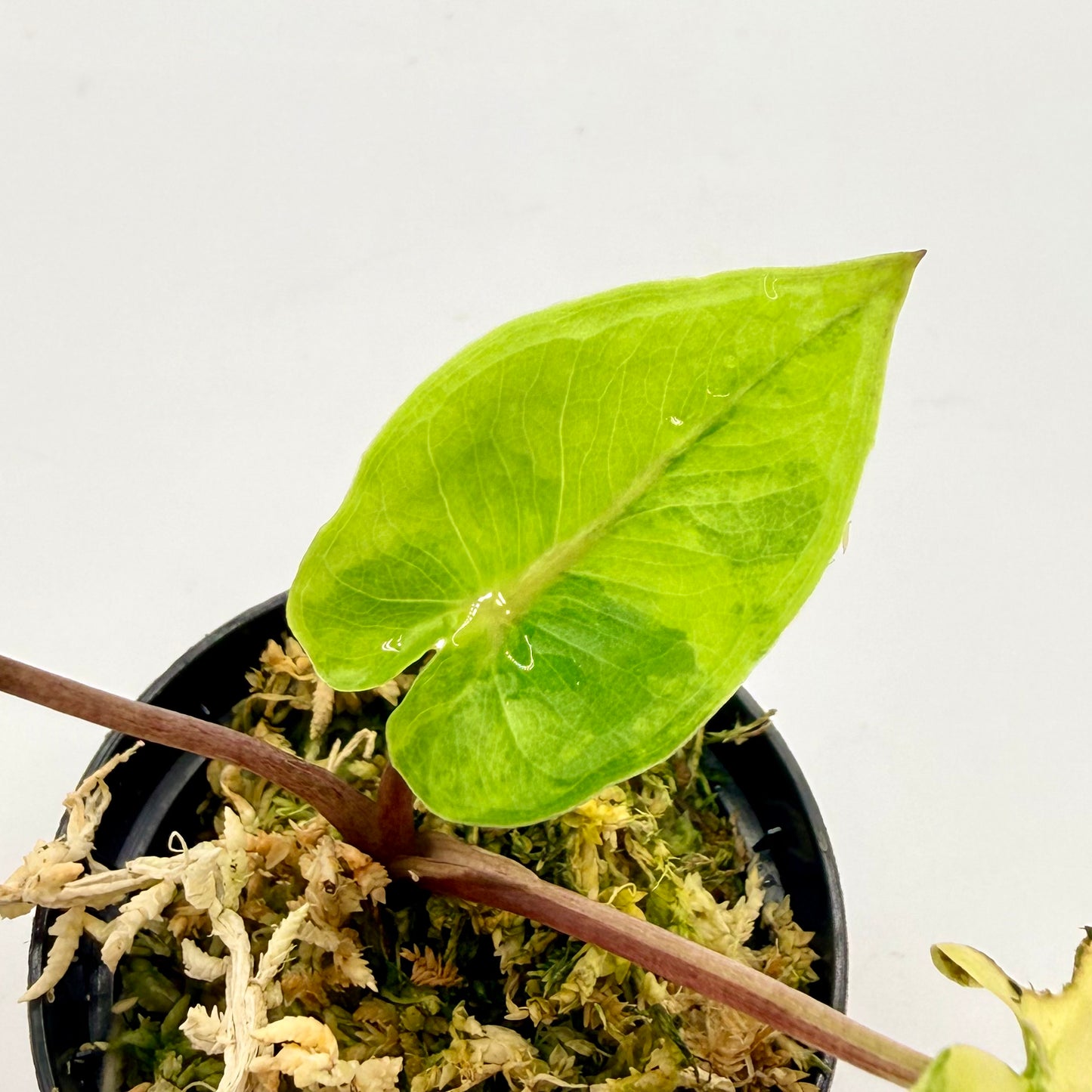 Alocasia Black Stem Aurea Variegata
