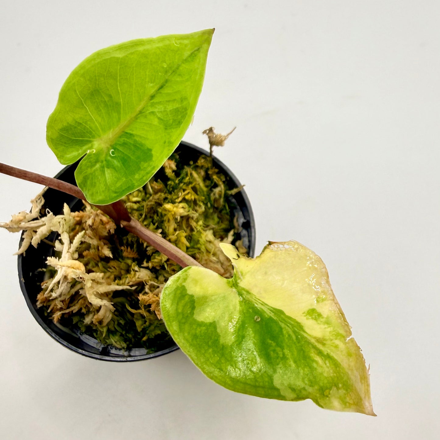 Alocasia Black Stem Aurea Variegata
