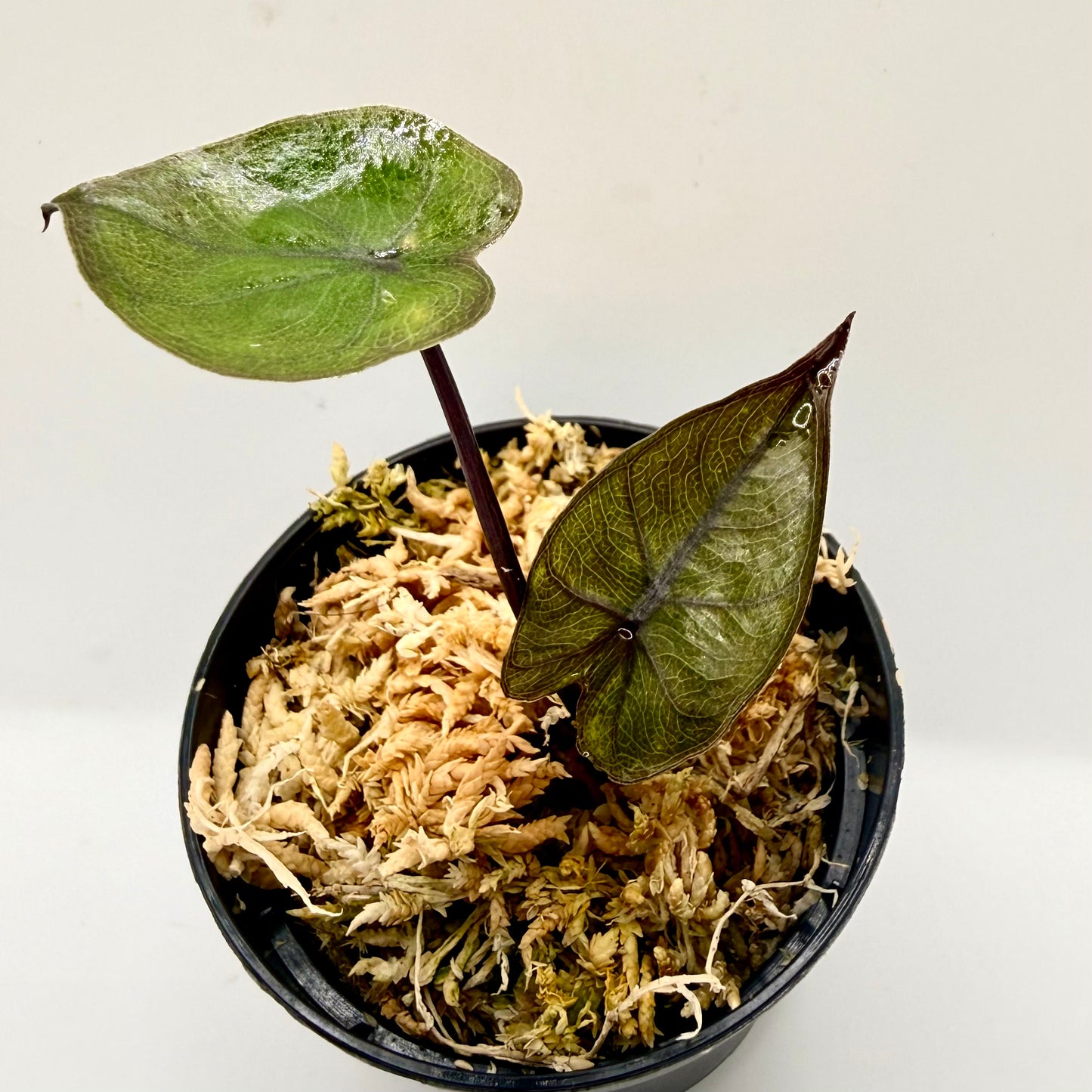 Alocasia Plumbea Nigra Gold Variegata