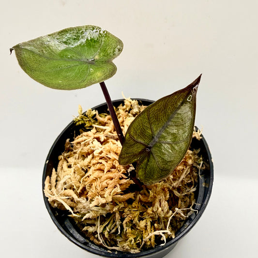 Alocasia Plumbea Nigra Gold Variegata
