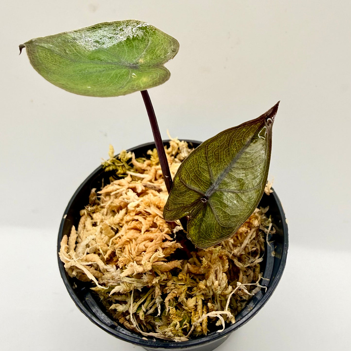 Alocasia Plumbea Nigra Gold Variegata