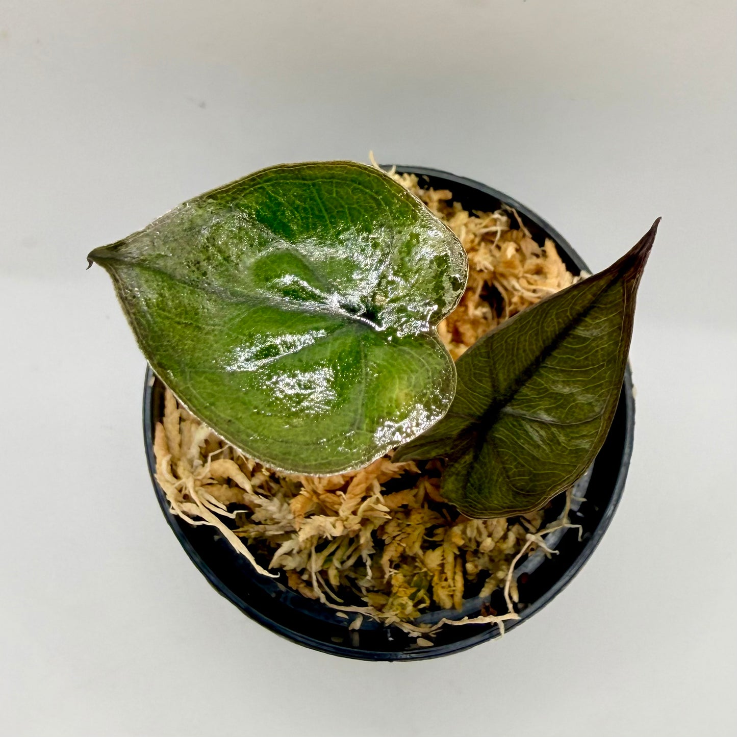 Alocasia Plumbea Nigra Gold Variegata
