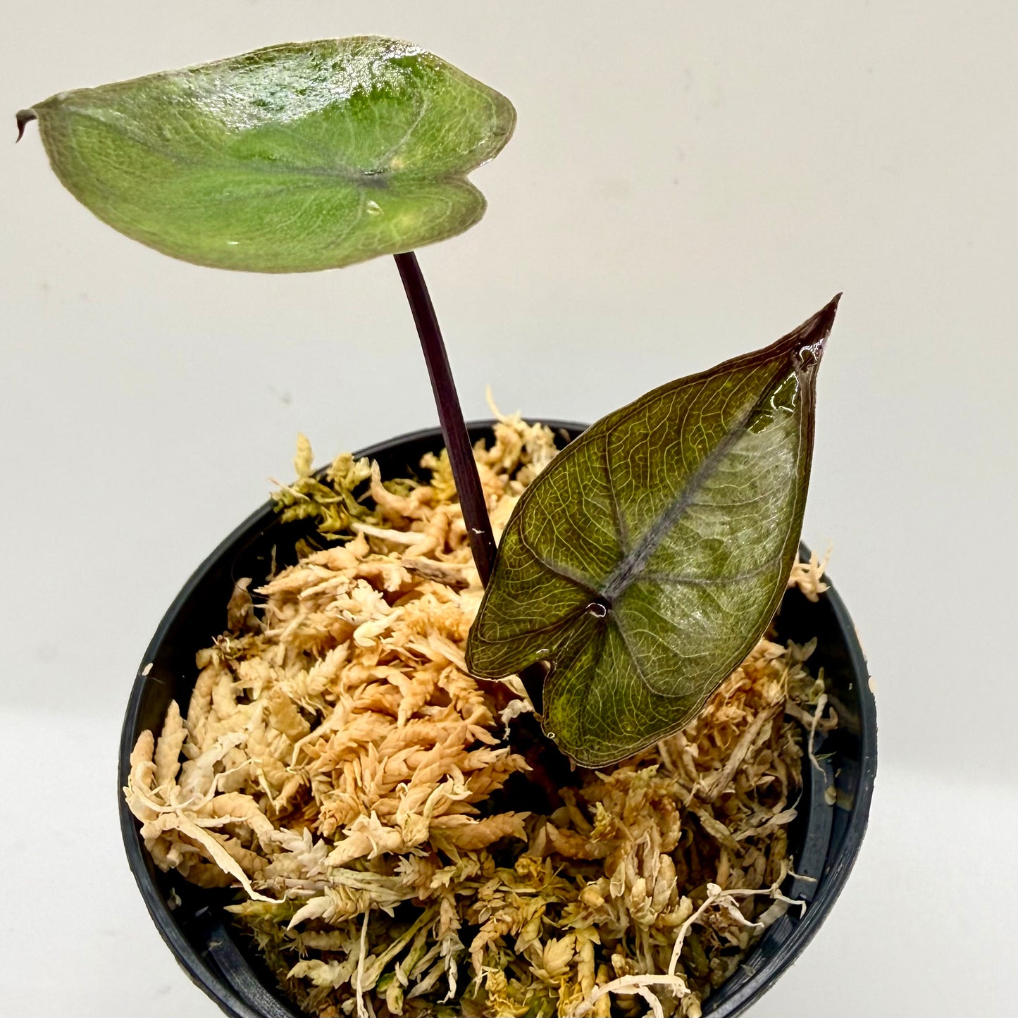 Alocasia Plumbea Nigra Gold Variegata