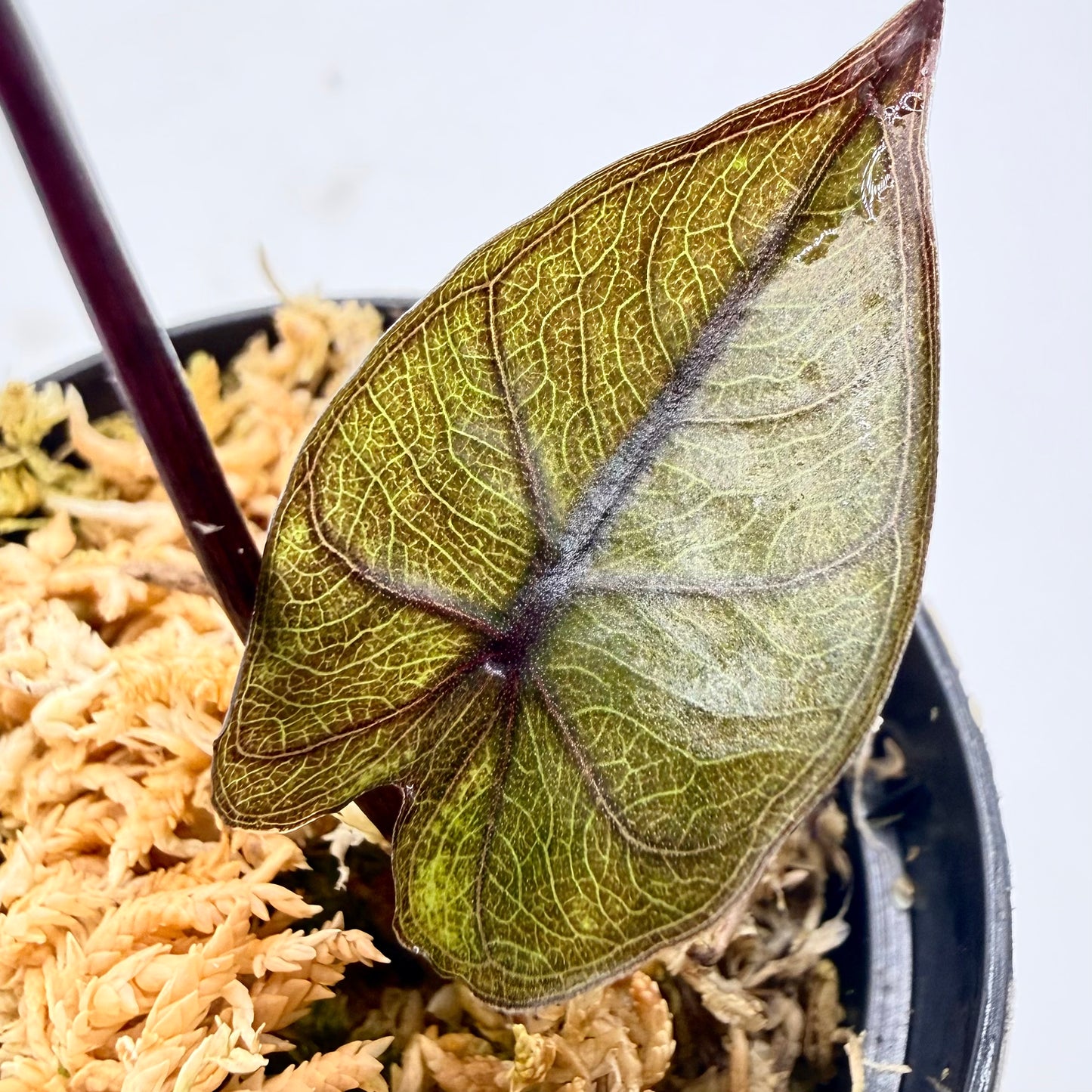 Alocasia Plumbea Nigra Gold Variegata