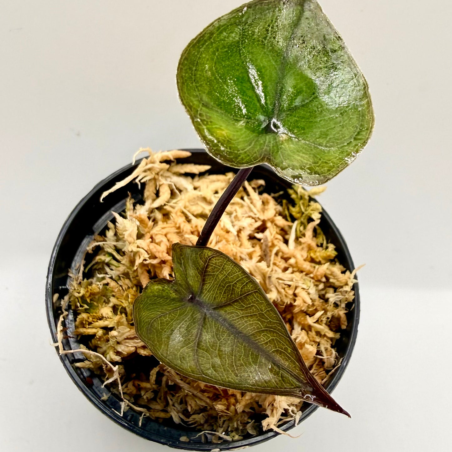 Alocasia Plumbea Nigra Gold Variegata