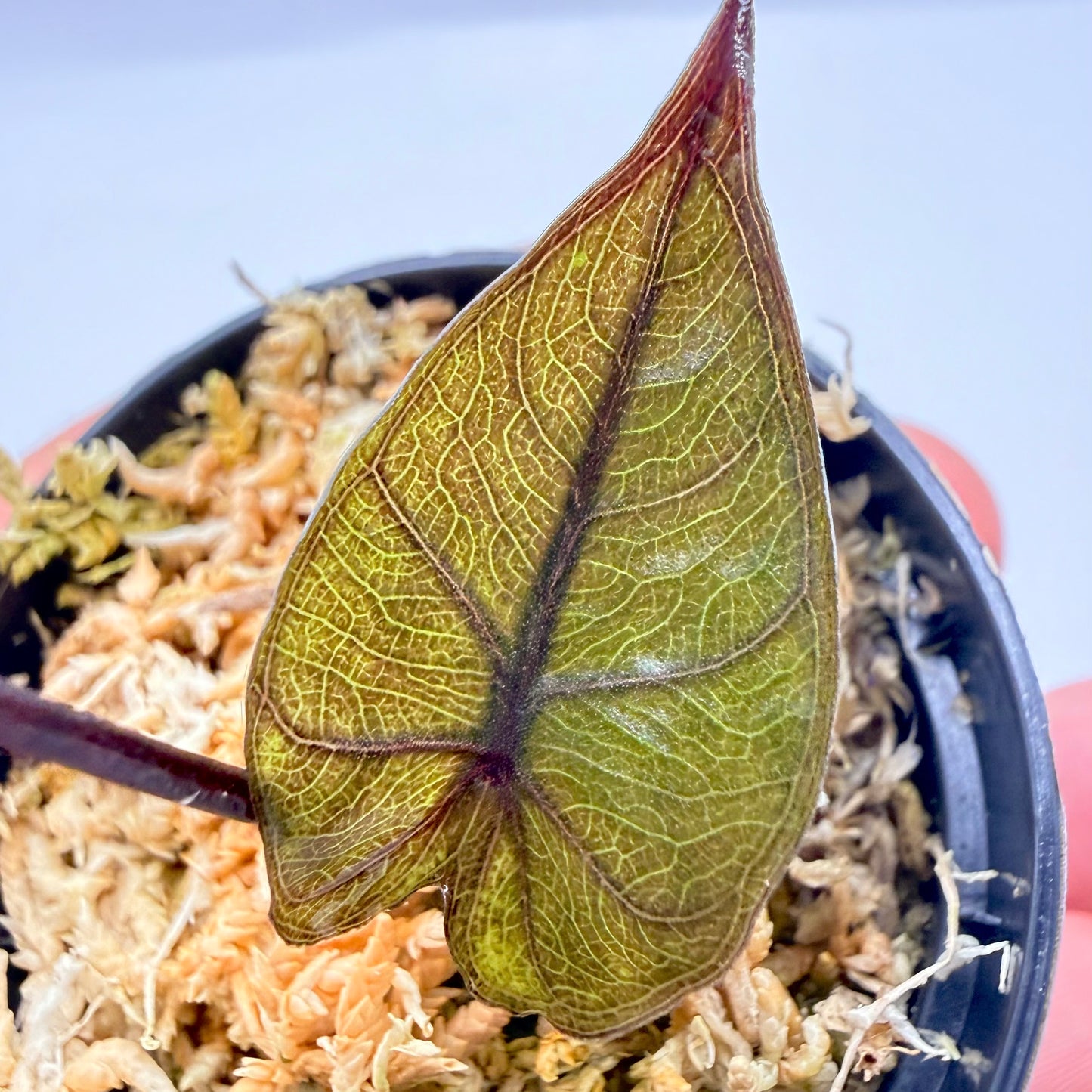 Alocasia Plumbea Nigra Gold Variegata