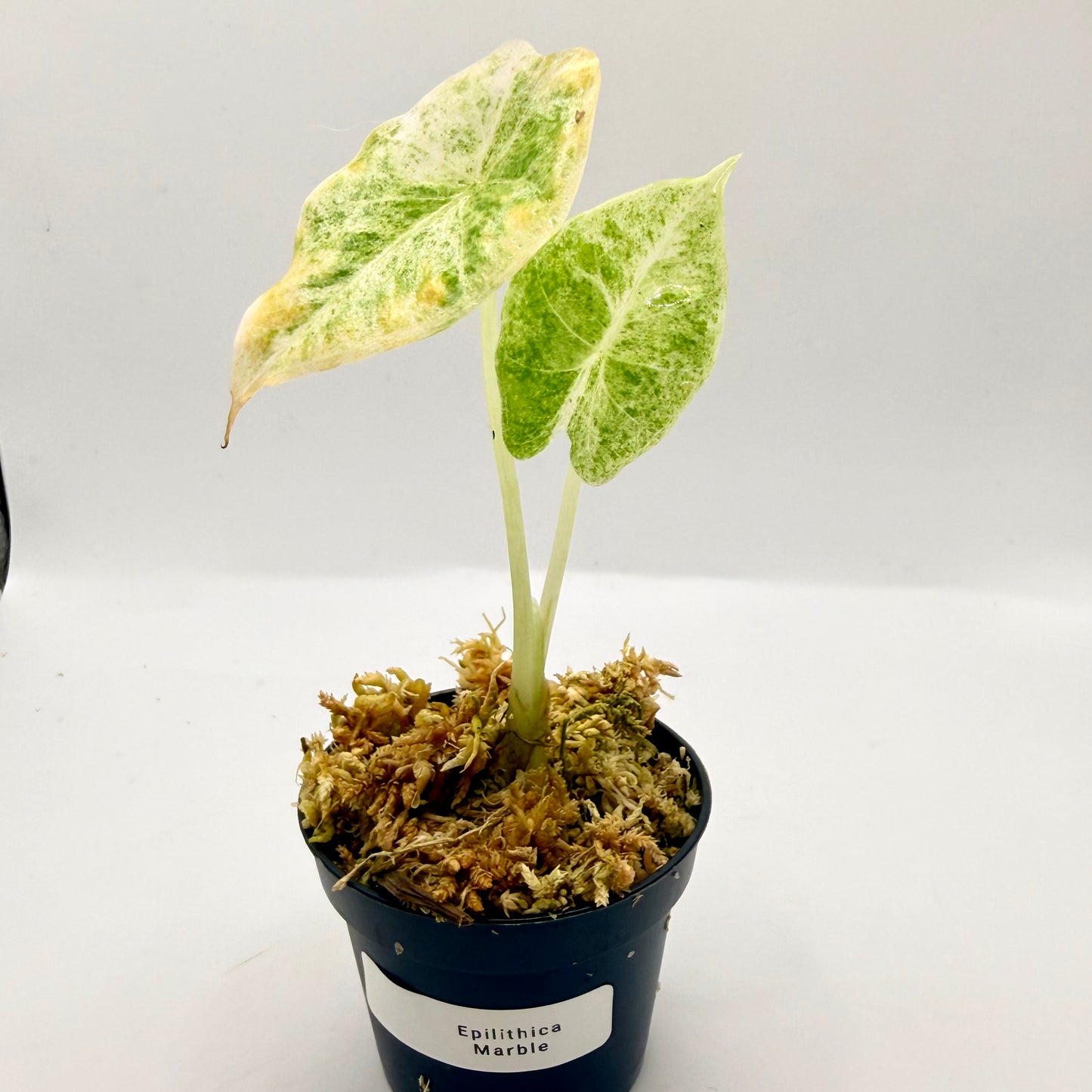 Alocasia Epilithica Marble Variegata