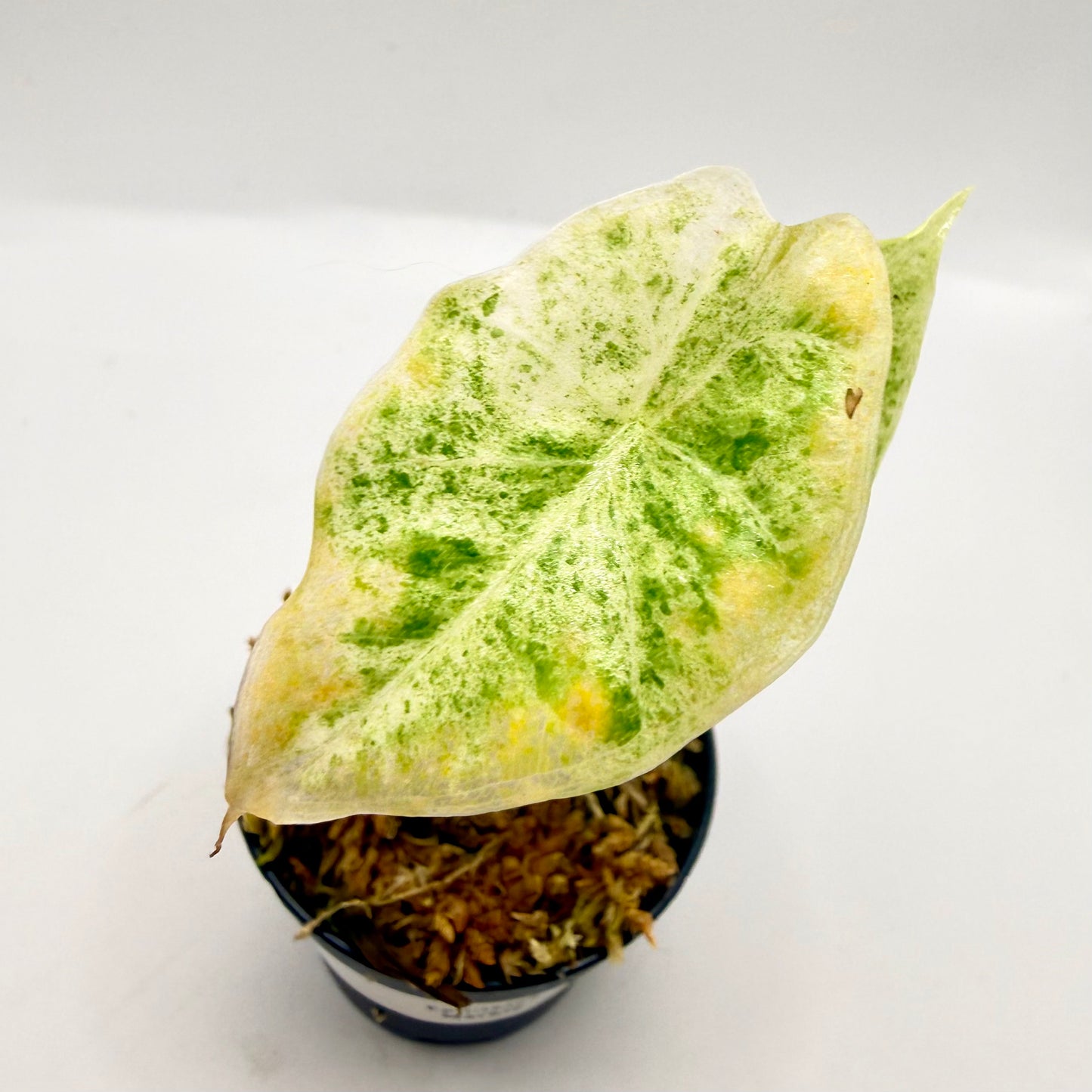 Alocasia Epilithica Marble Variegata