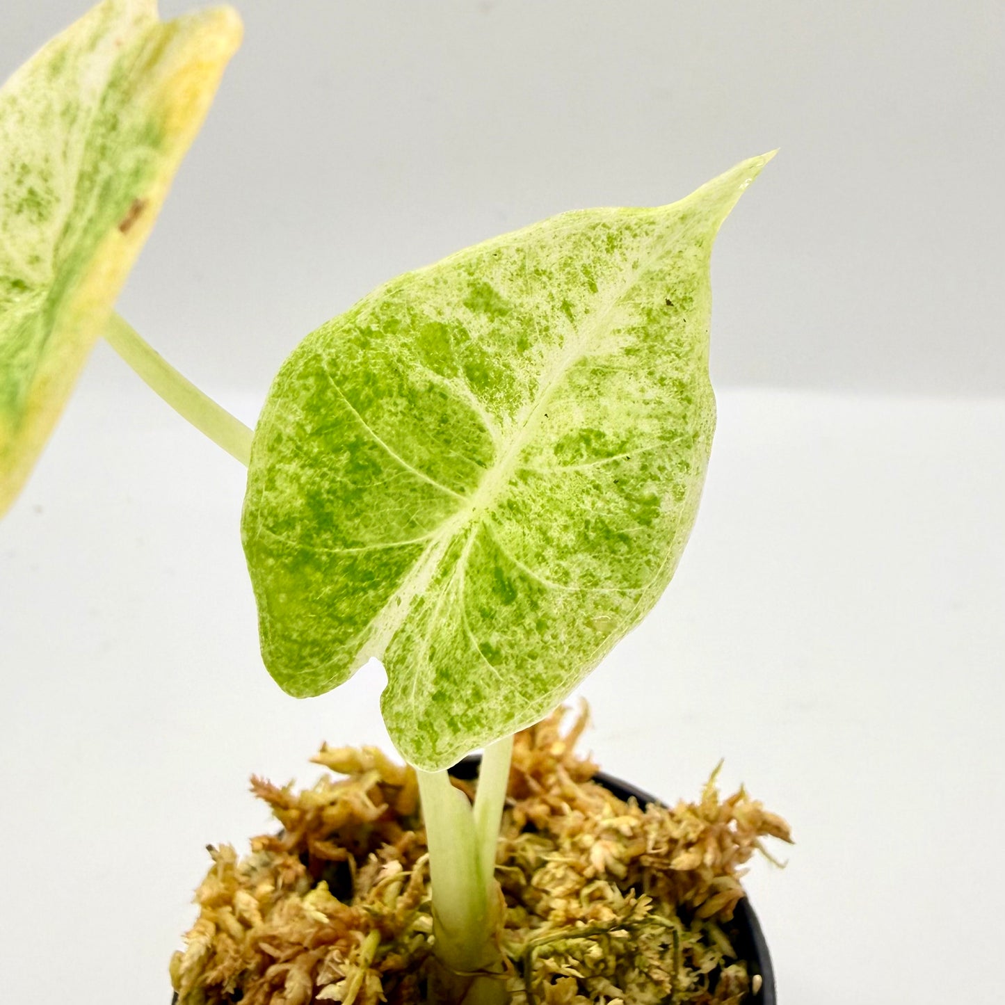 Alocasia Epilithica Marble Variegata