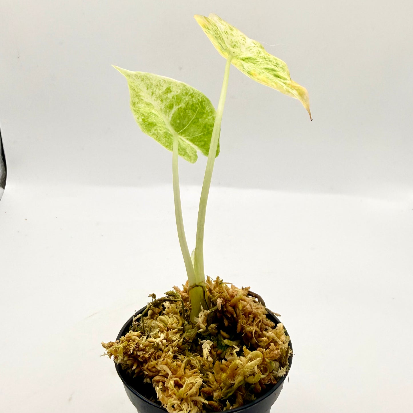 Alocasia Epilithica Marble Variegata