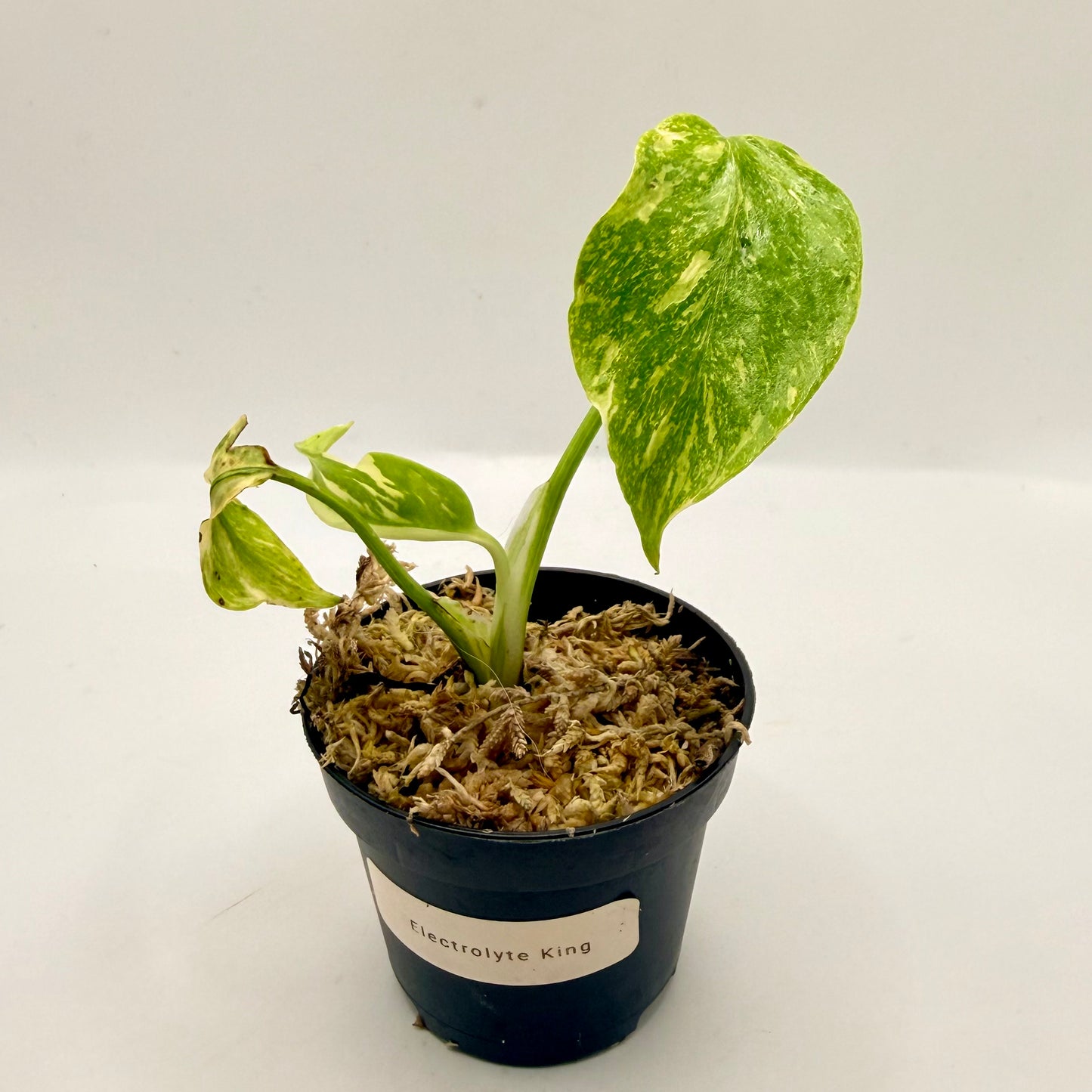 Monstera Electrolight King (Thai Neon) Variegated