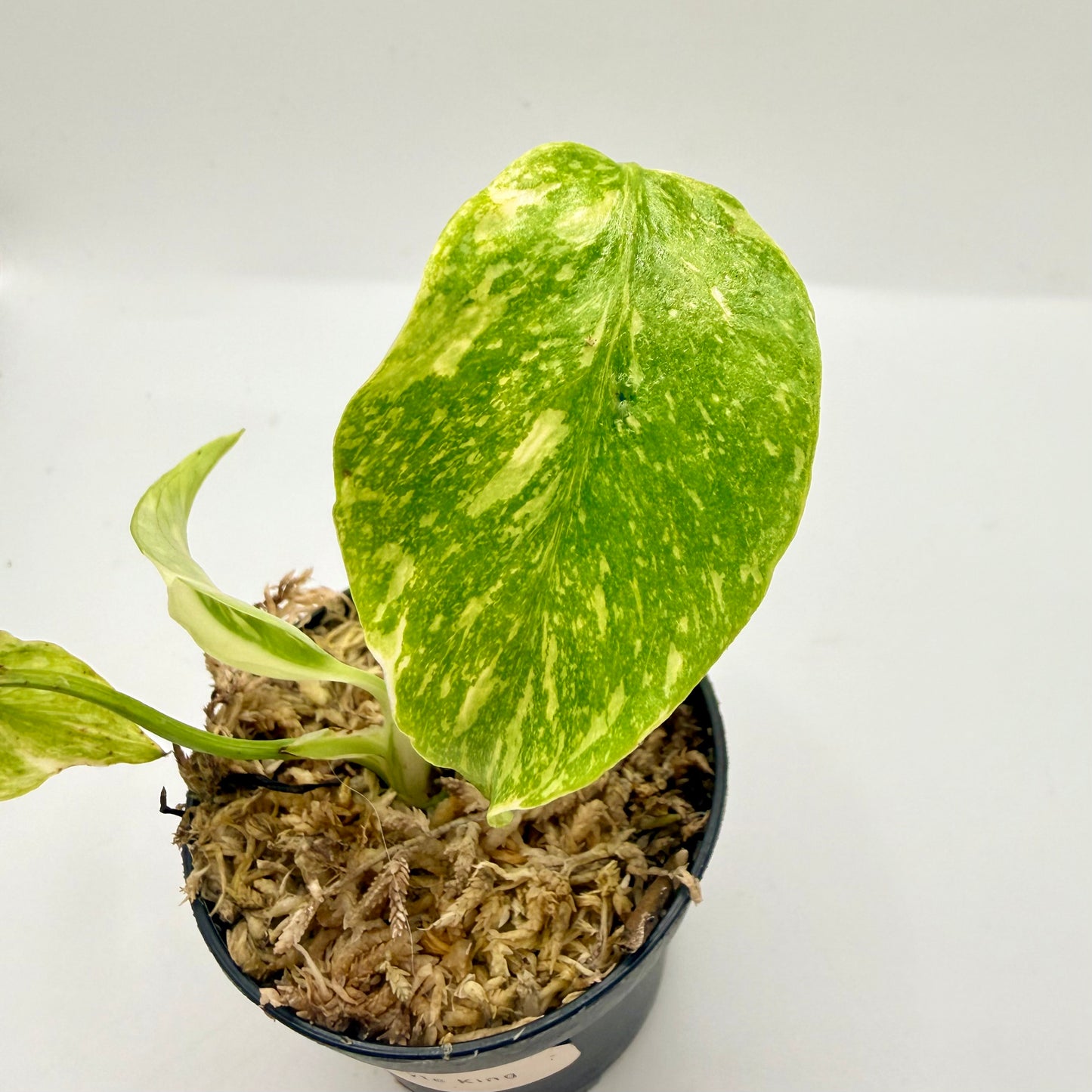 Monstera Electrolight King (Thai Neon) Variegated