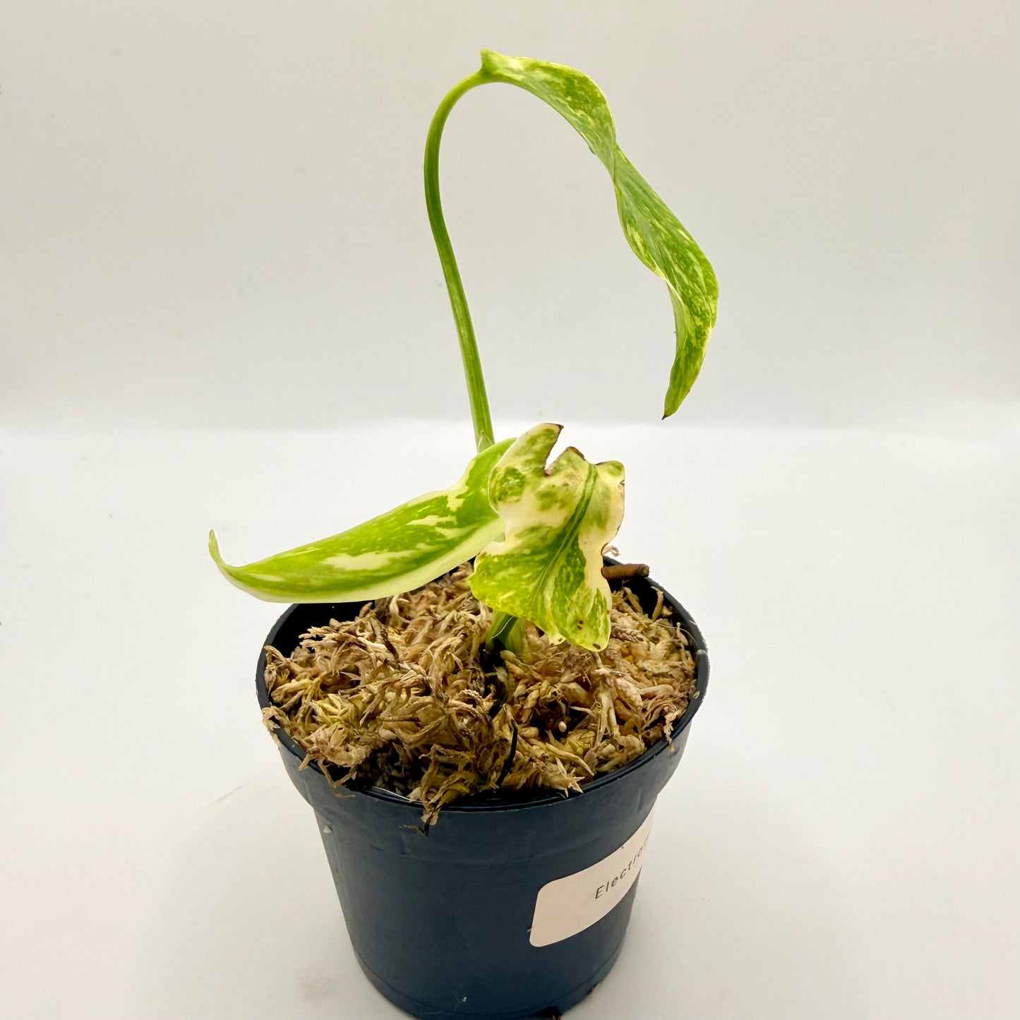 Monstera Electrolight King (Thai Neon) Variegated