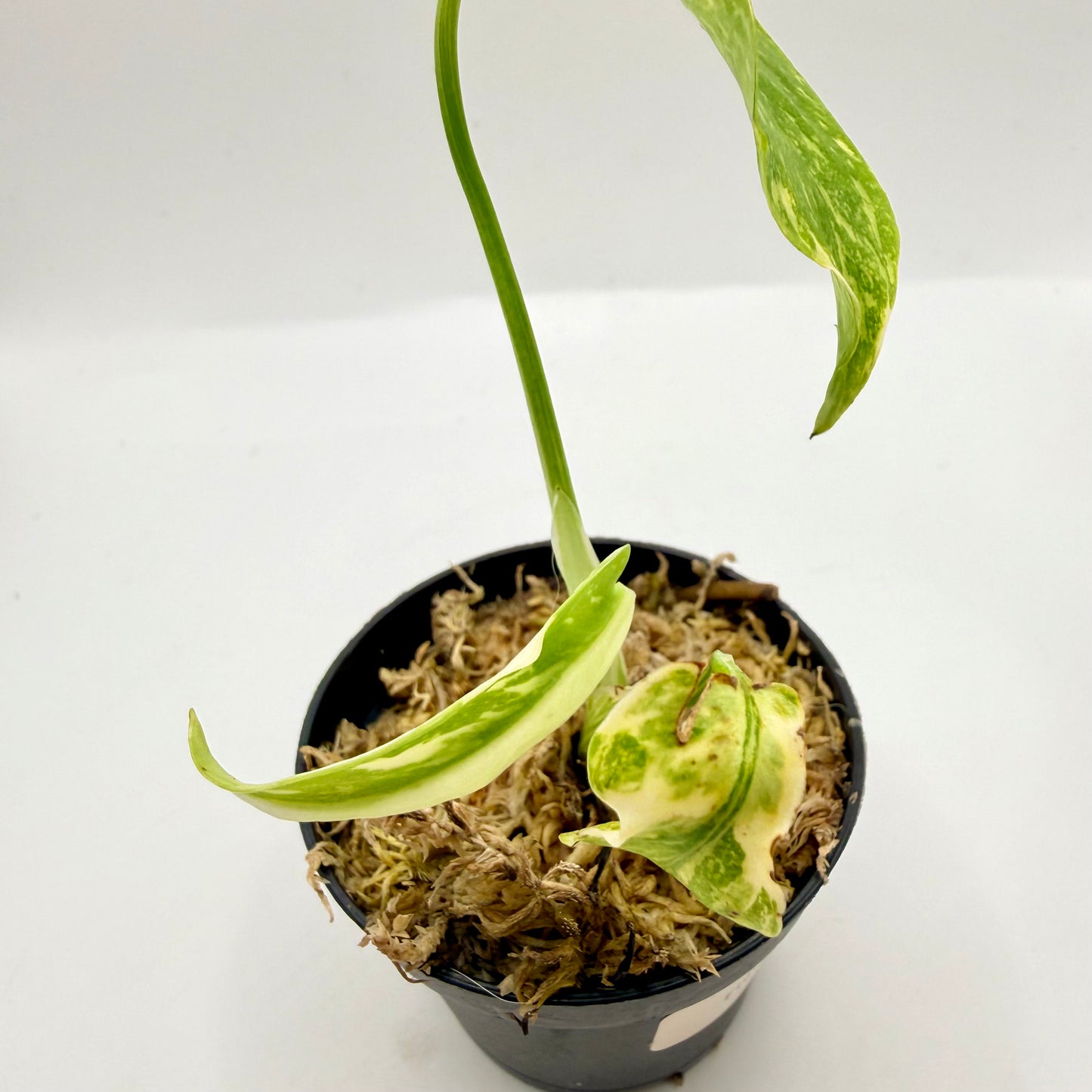 Monstera Electrolight King (Thai Neon) Variegated