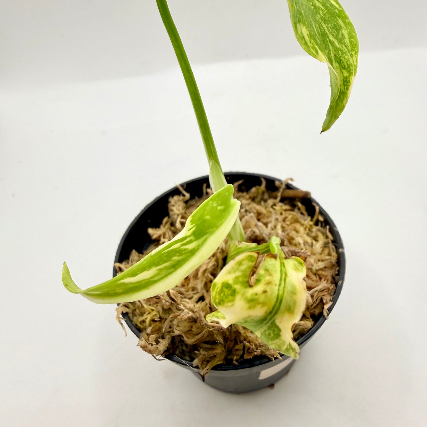 Monstera Electrolight King (Thai Neon) Variegated