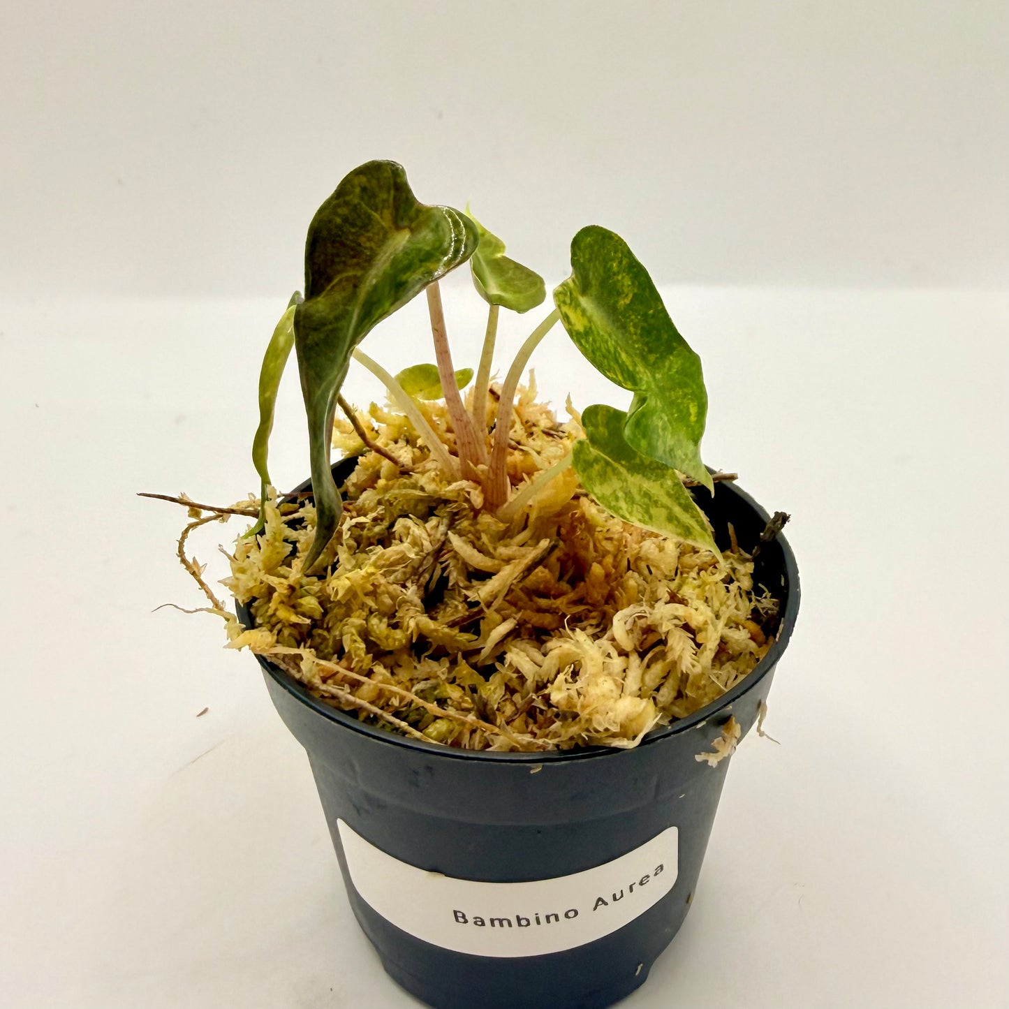 Alocasia Bambino Aurea Variegata