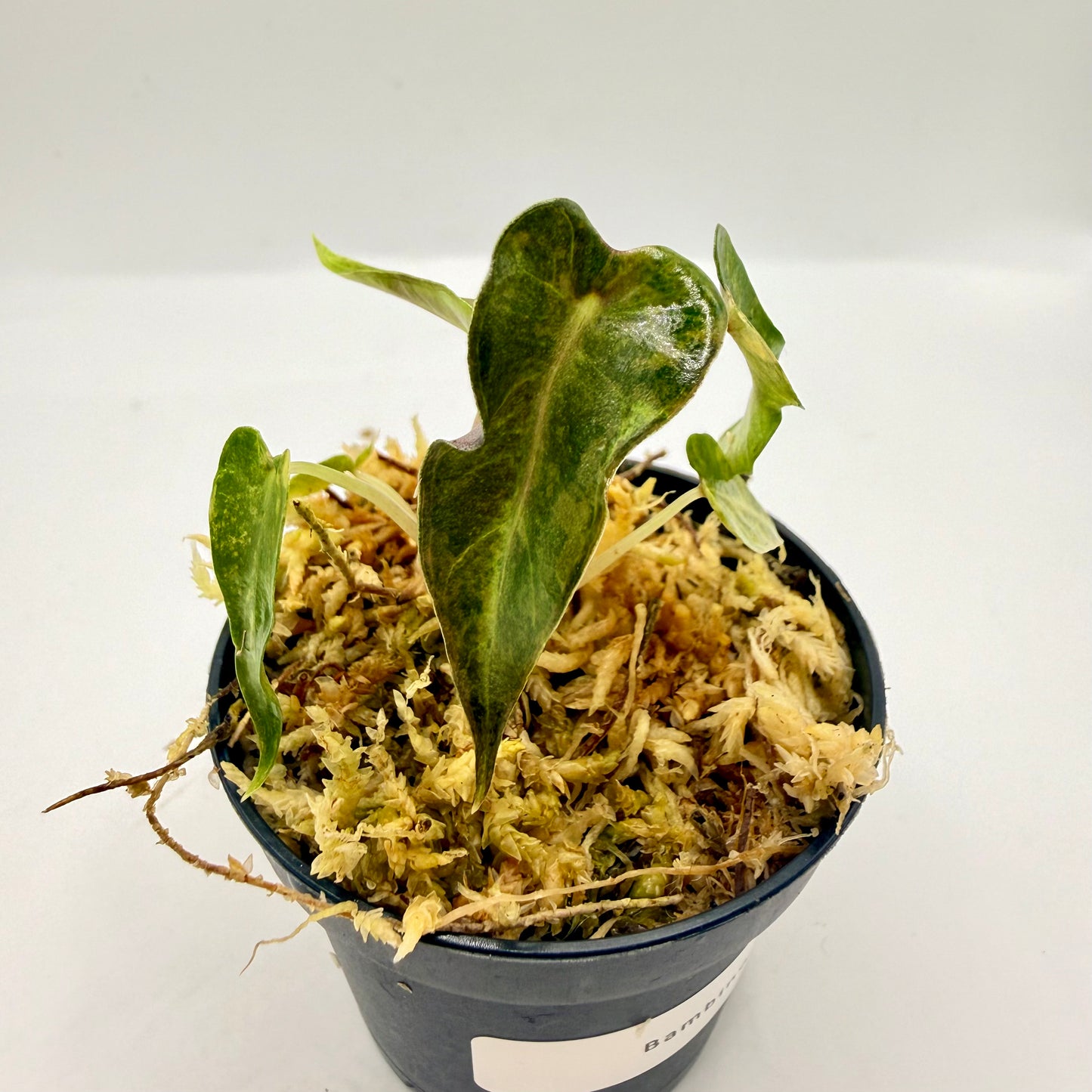 Alocasia Bambino Aurea Variegata