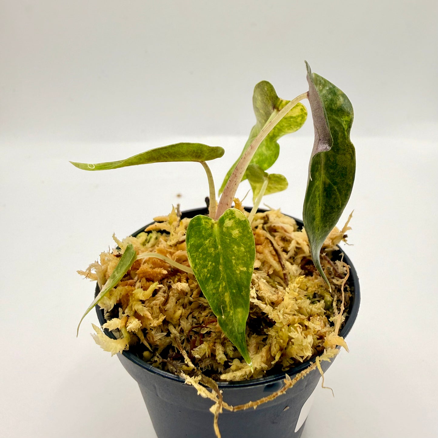 Alocasia Bambino Aurea Variegata