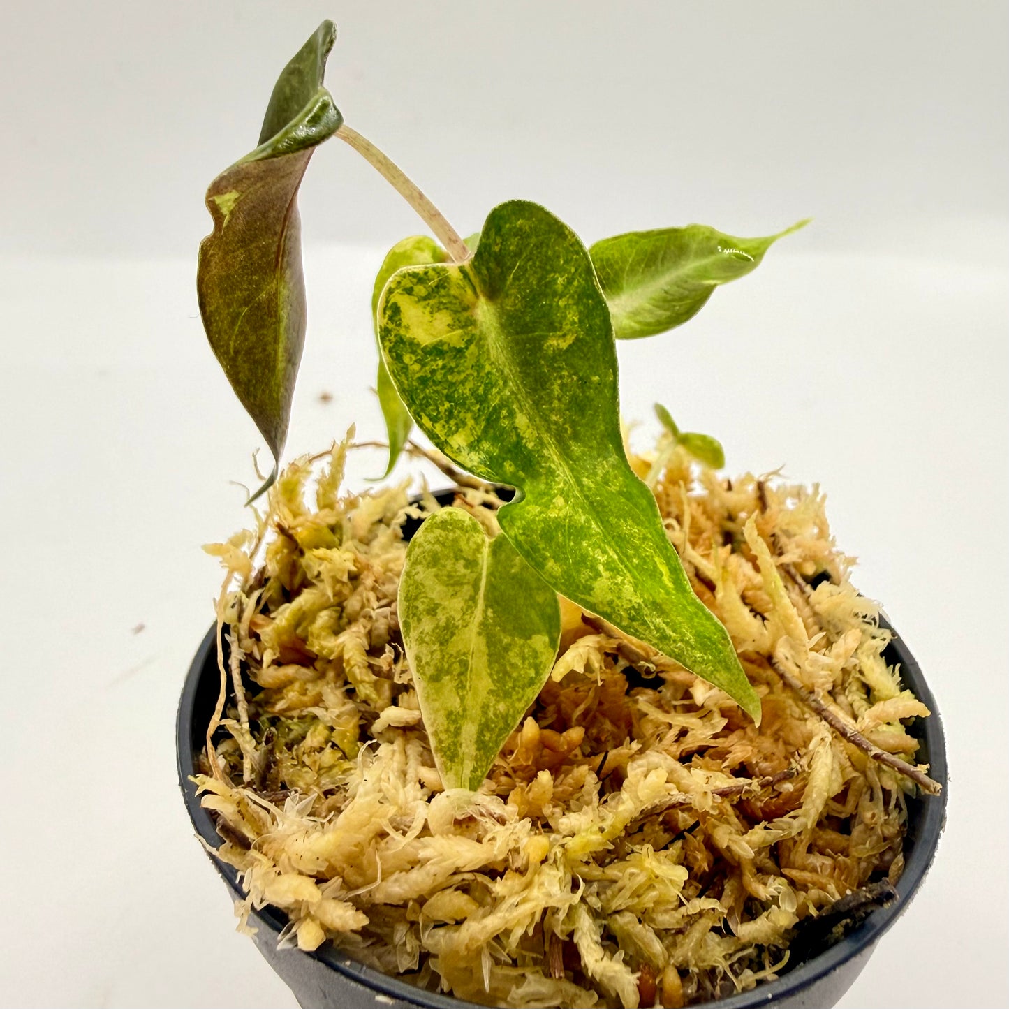 Alocasia Bambino Aurea Variegata