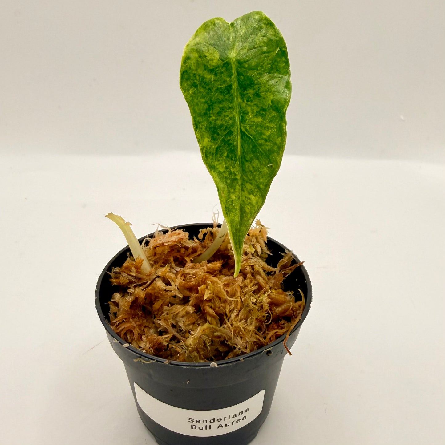 Alocasia Sanderiana Bull Aurea Variegata