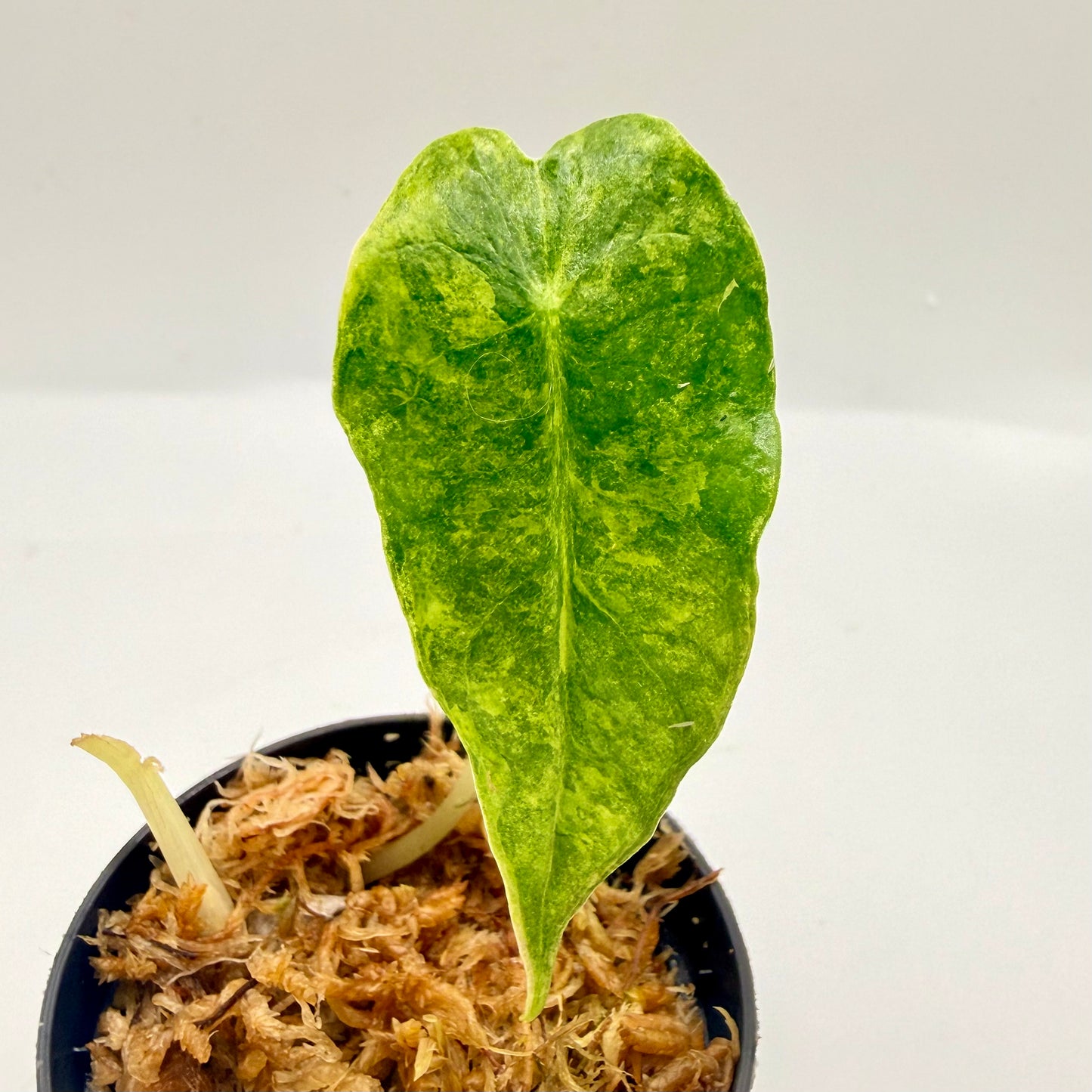 Alocasia Sanderiana Bull Aurea Variegata