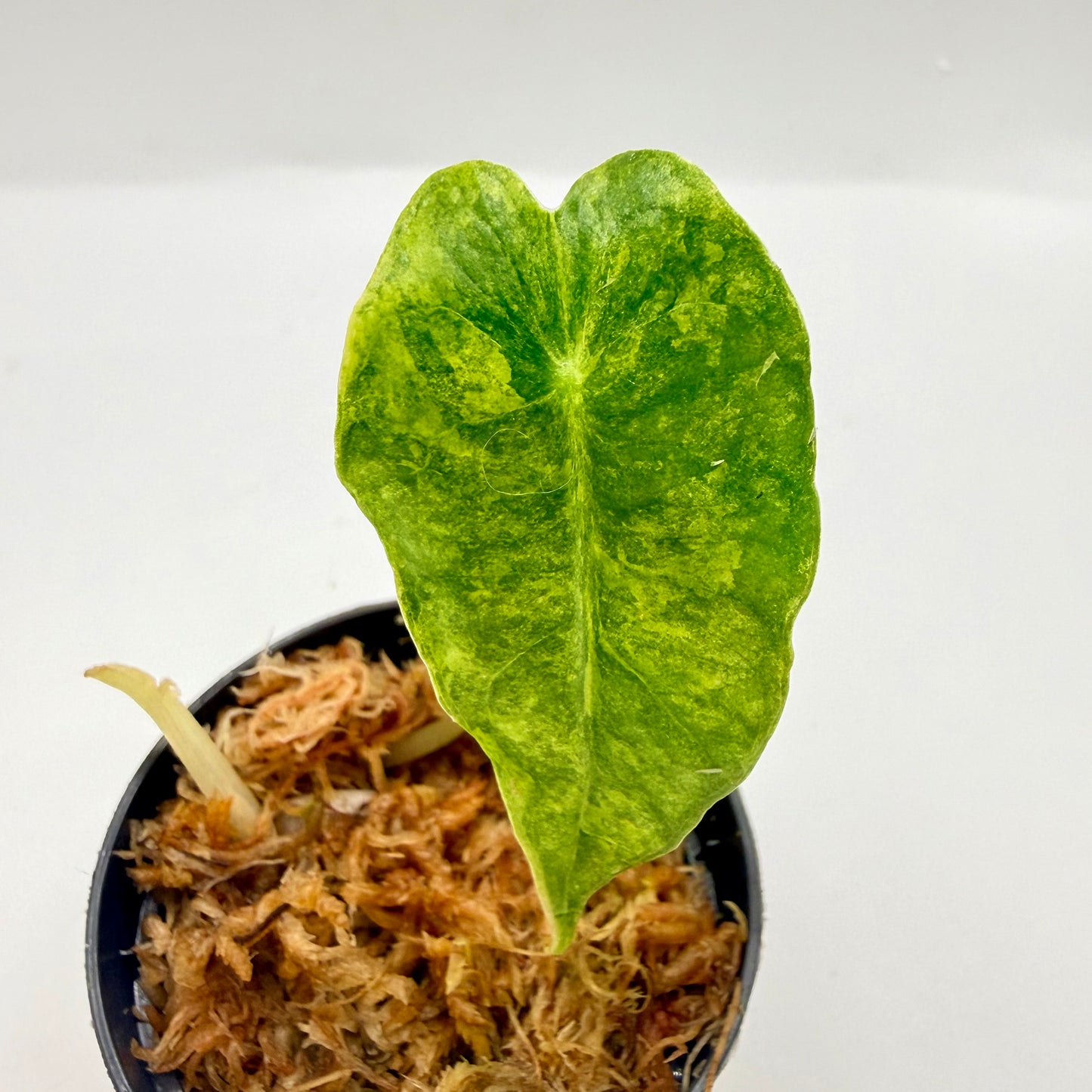 Alocasia Sanderiana Bull Aurea Variegata