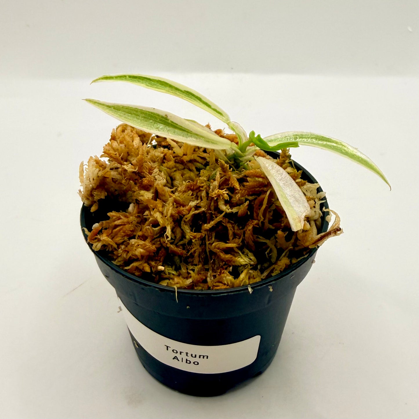 Philodendron Tortum Albo Variegated