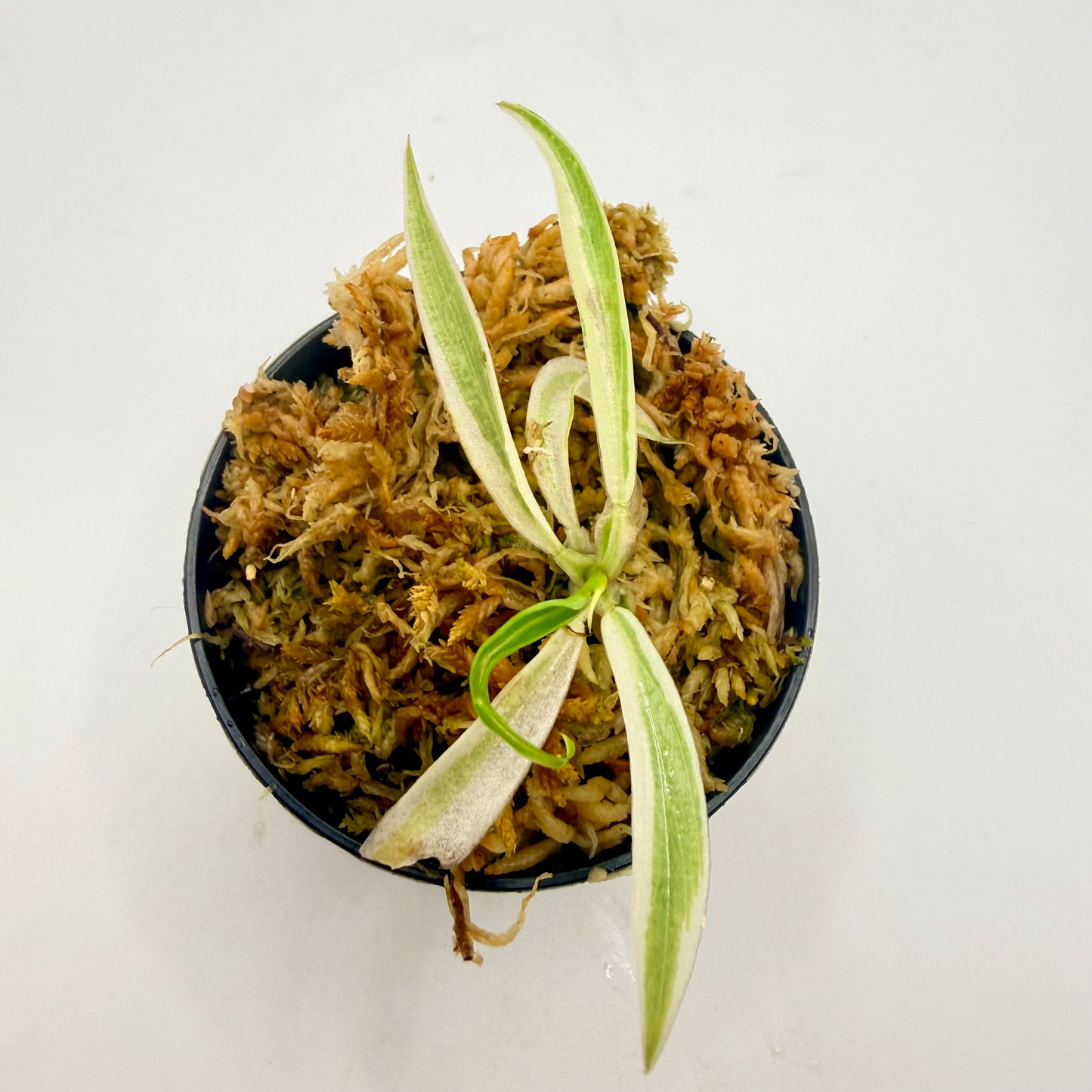 Philodendron Tortum Albo Variegated