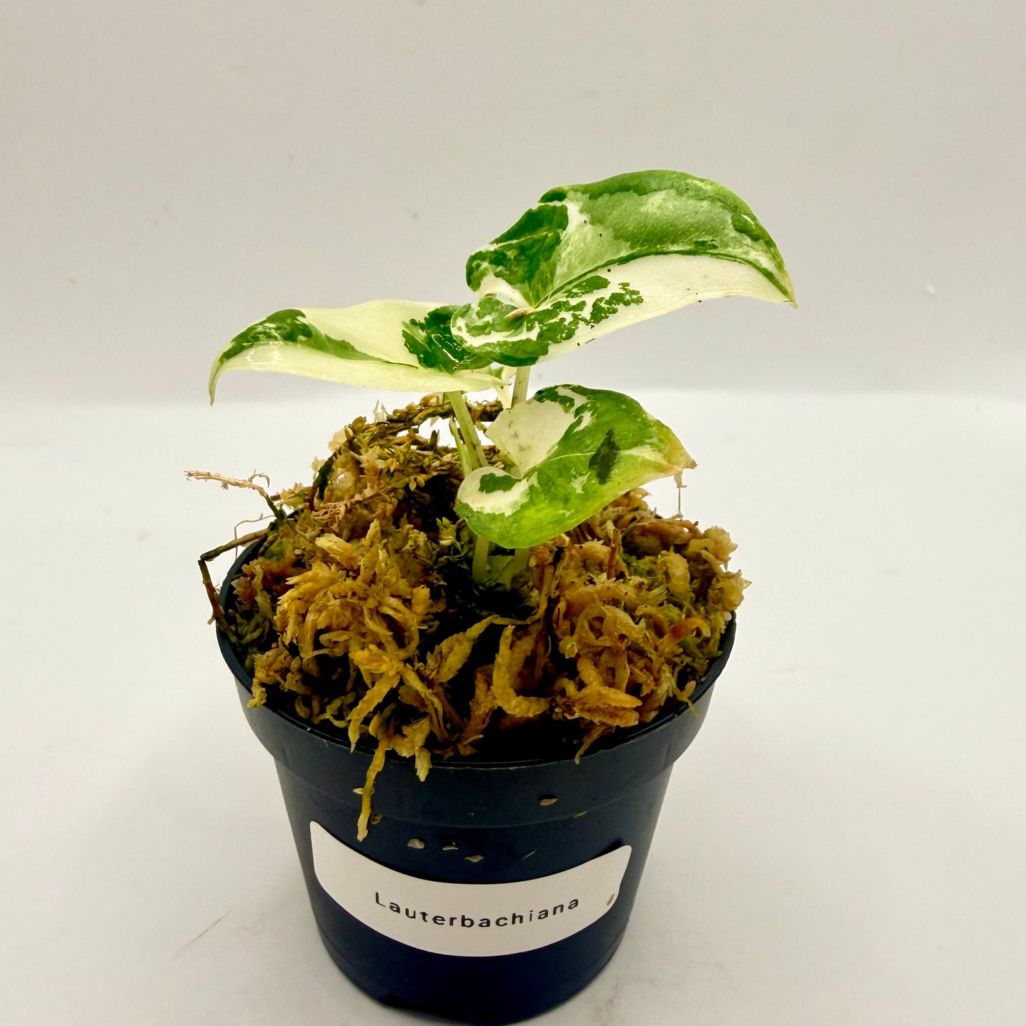 Alocasia Lauterbachiana Albo Variegata