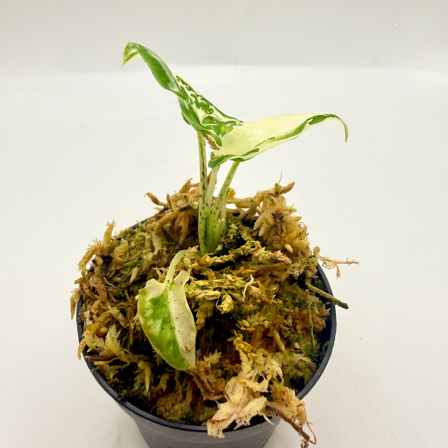 Alocasia Lauterbachiana Albo Variegata