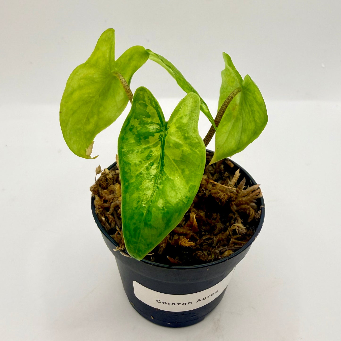 Alocasia Corazón Aurea Variegata