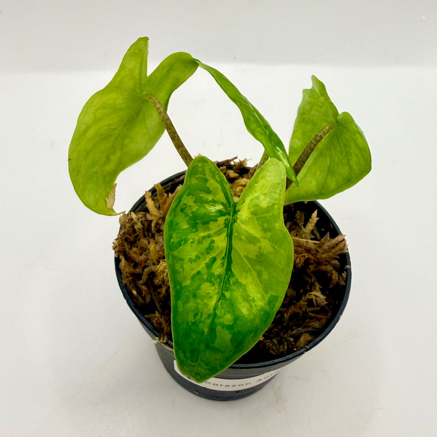 Alocasia Corazón Aurea Variegata