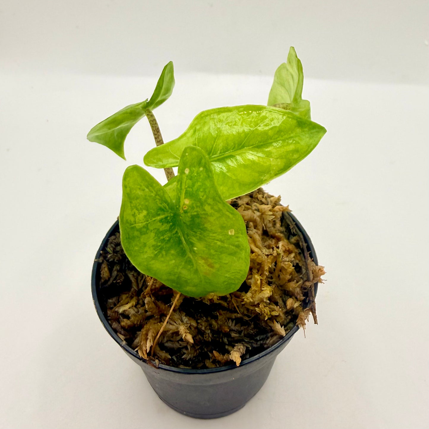 Alocasia Corazón Aurea Variegata