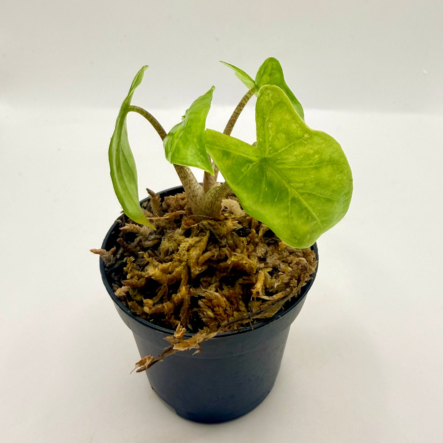 Alocasia Corazón Aurea Variegata