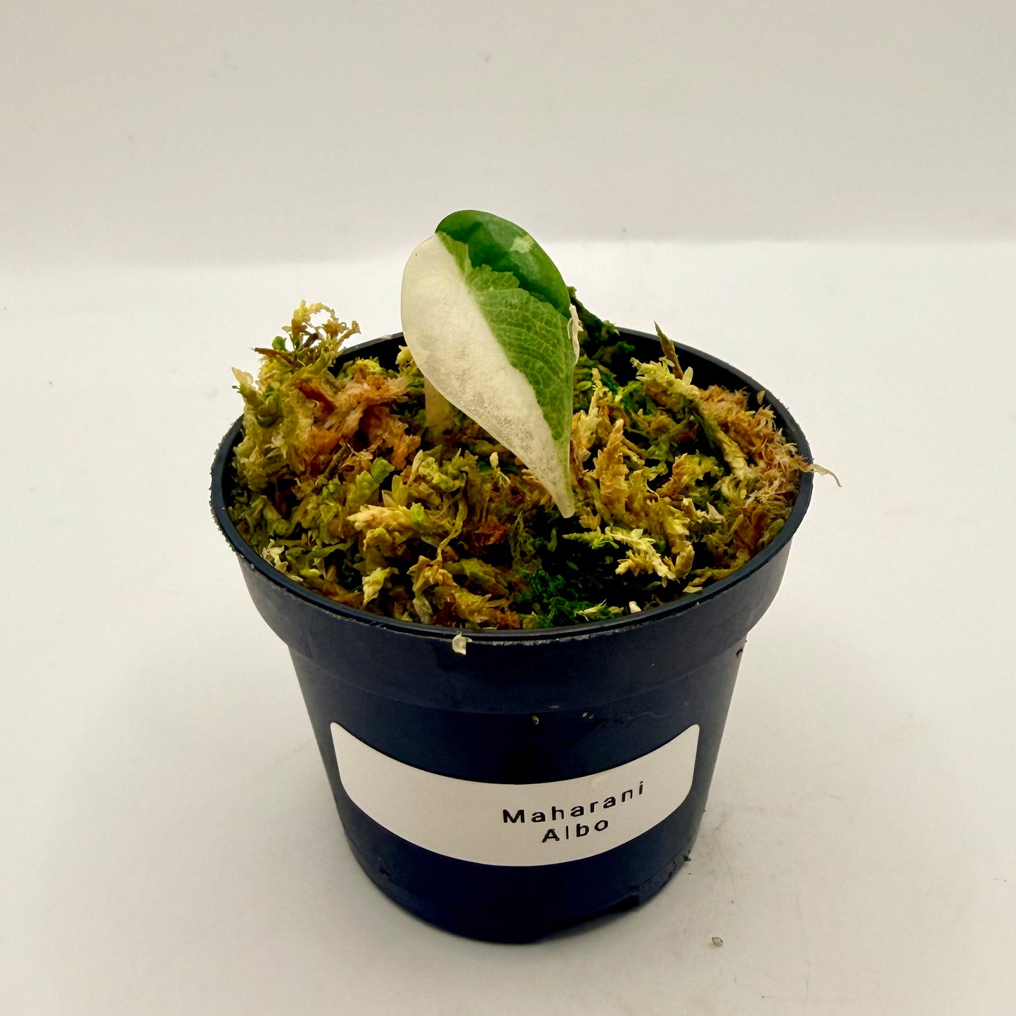 Alocasia Maharani Albo Variegata